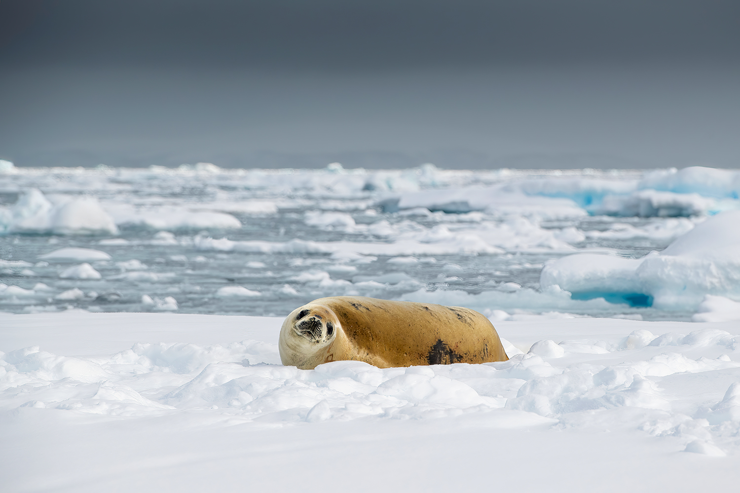 Foca mangiagranchi su iceberg - Antartide