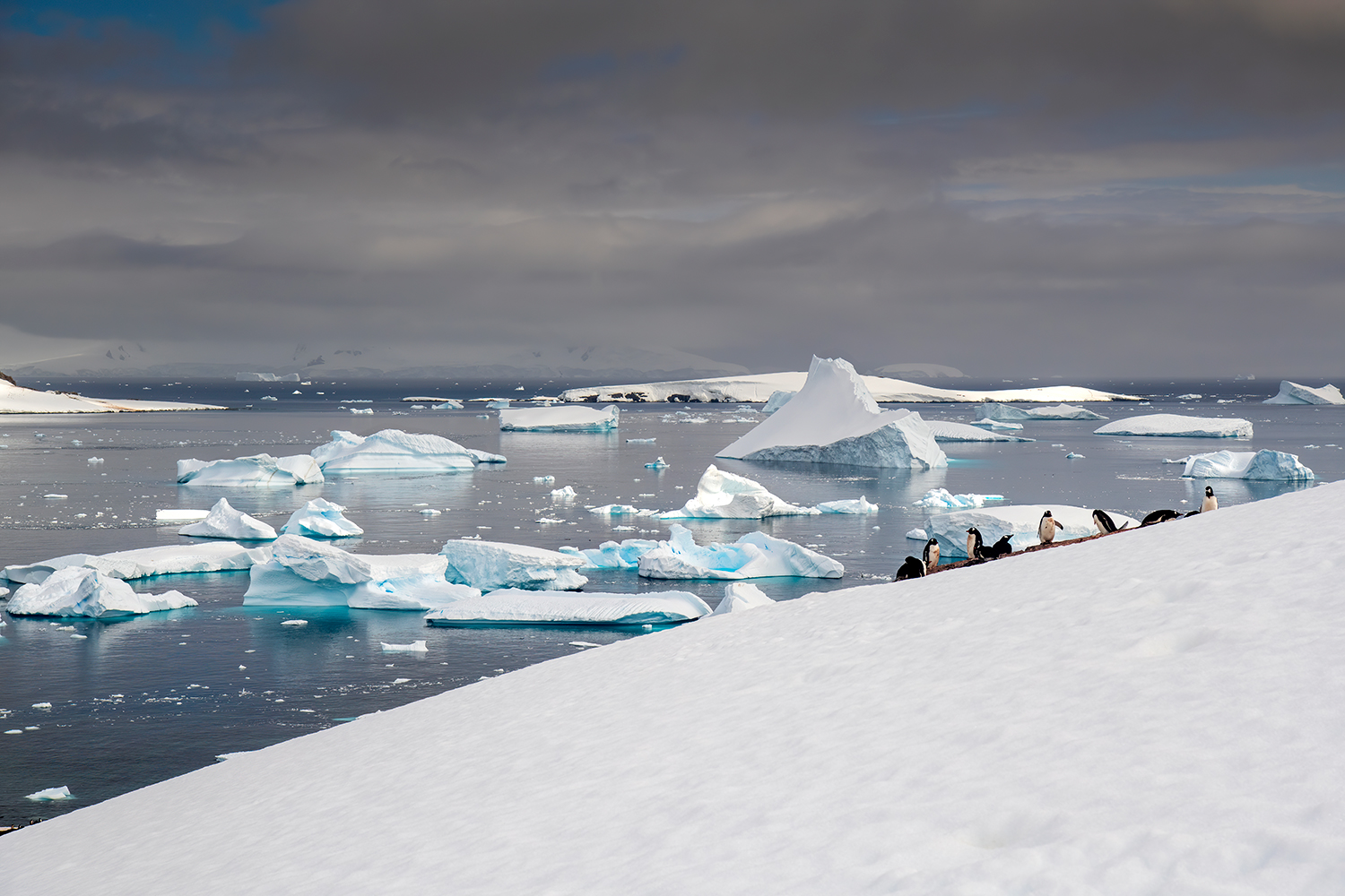 Colonia di pinguini Papua con paesaggio Antartico