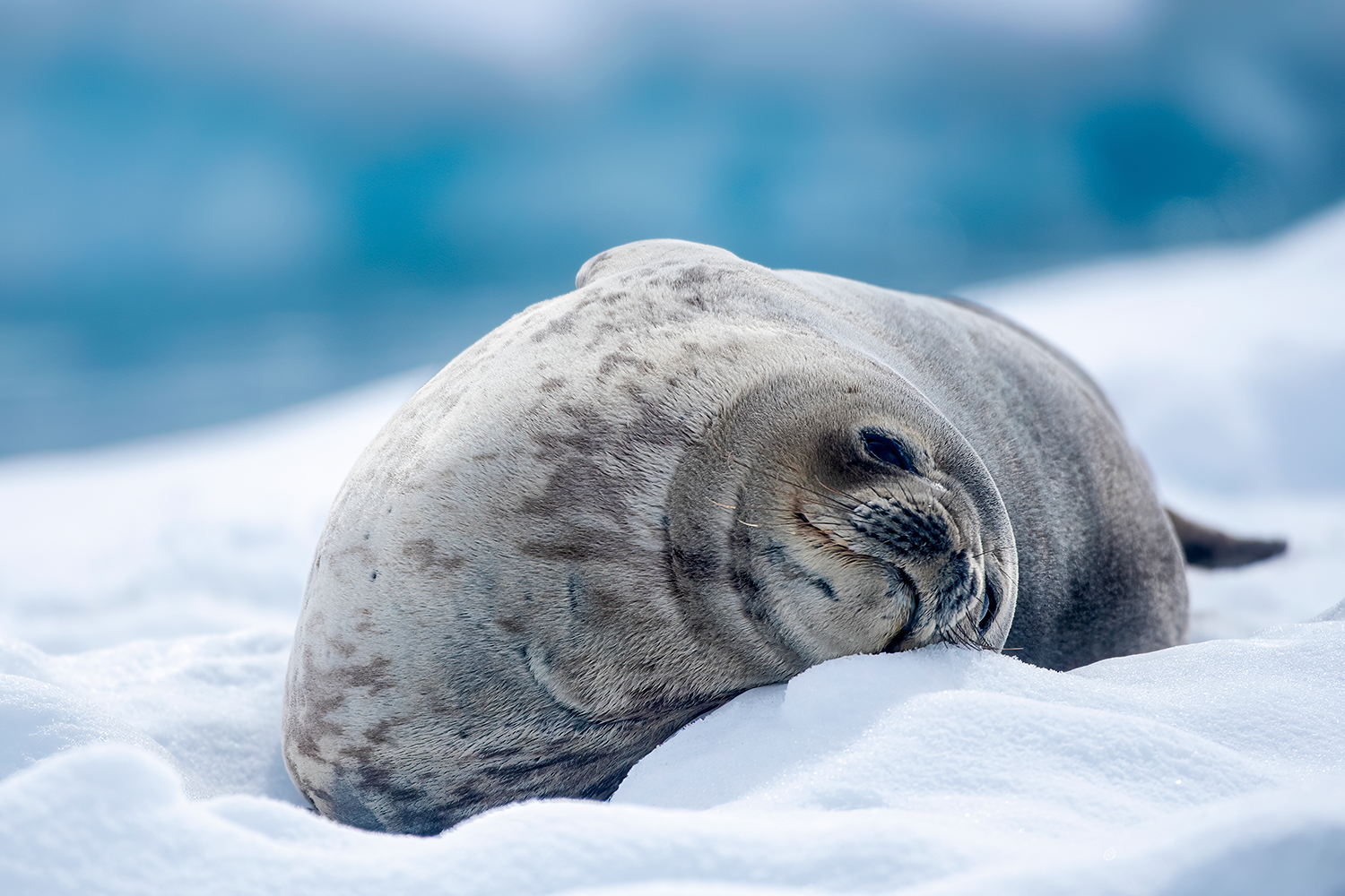 Portrait of Weddel Seal - Antarctica