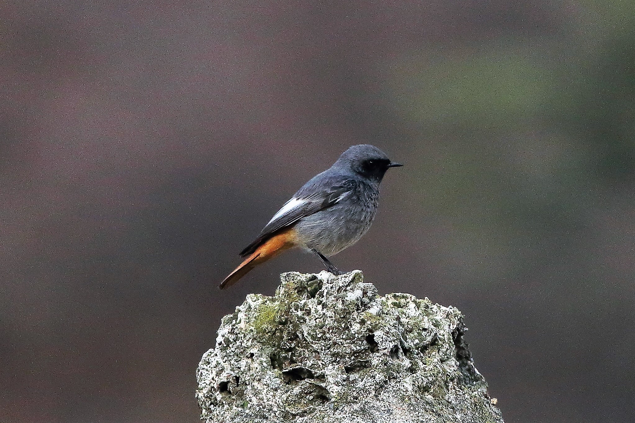 Codirosso 04 gennaio 2023