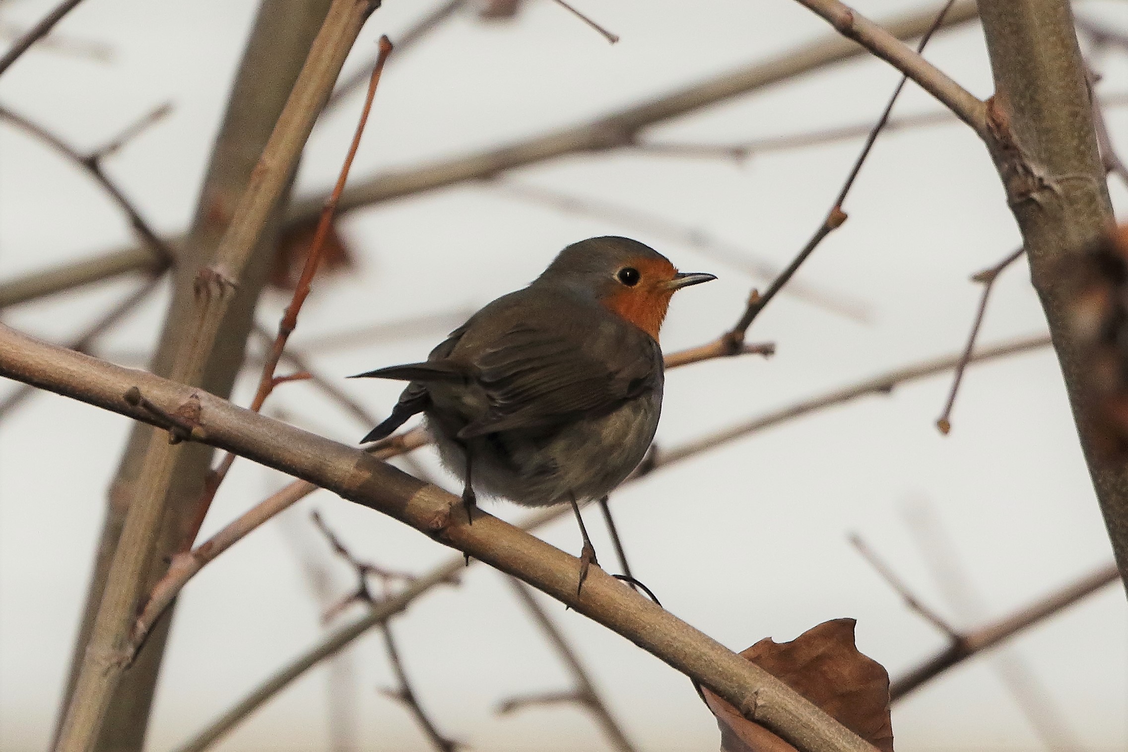 Pettirosso 12 gennaio 2023