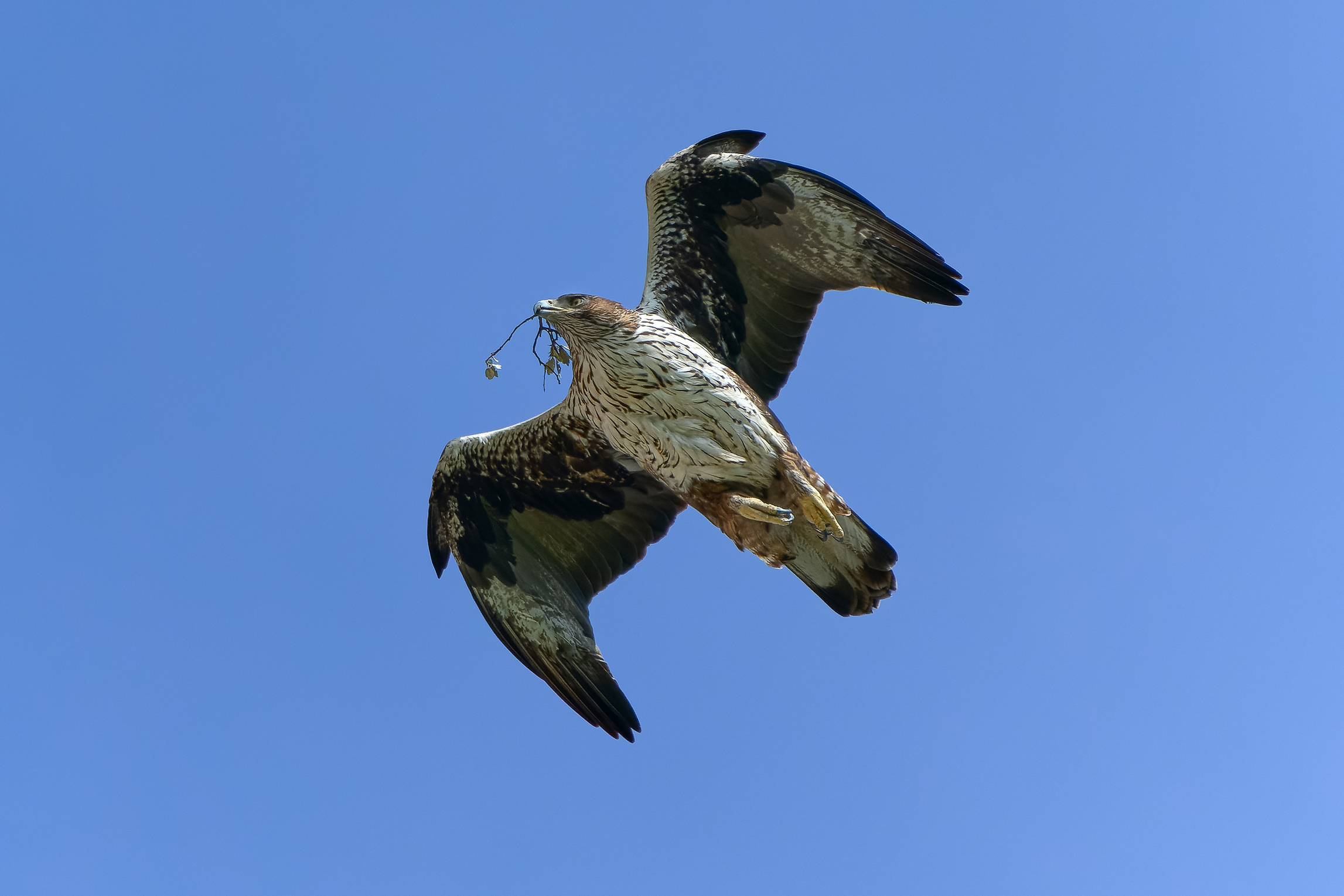 Bonelli's Eagle