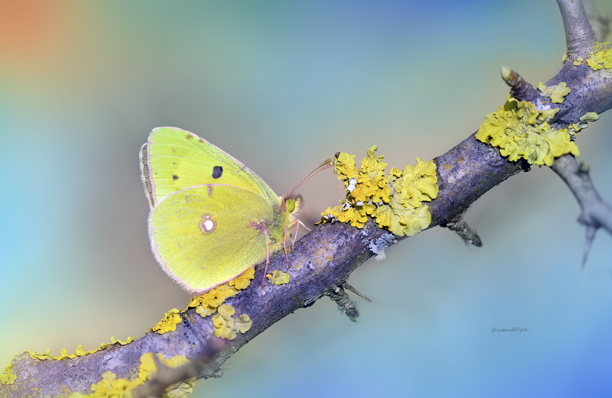 Colias croceus