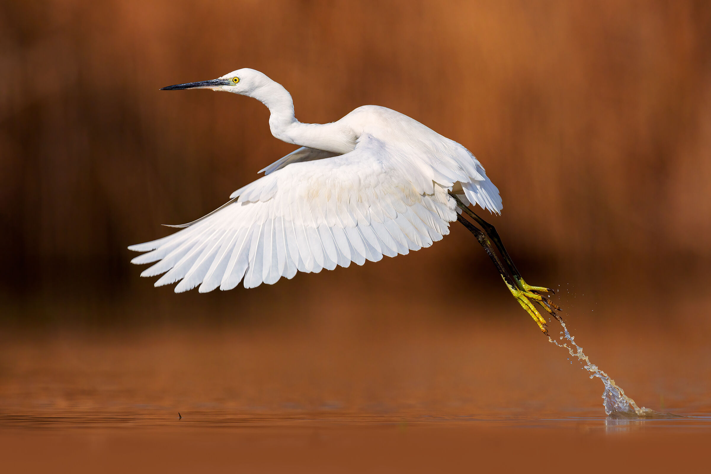 Egret