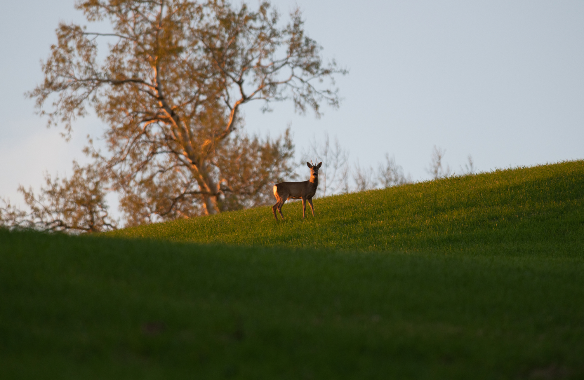 Roe deer set