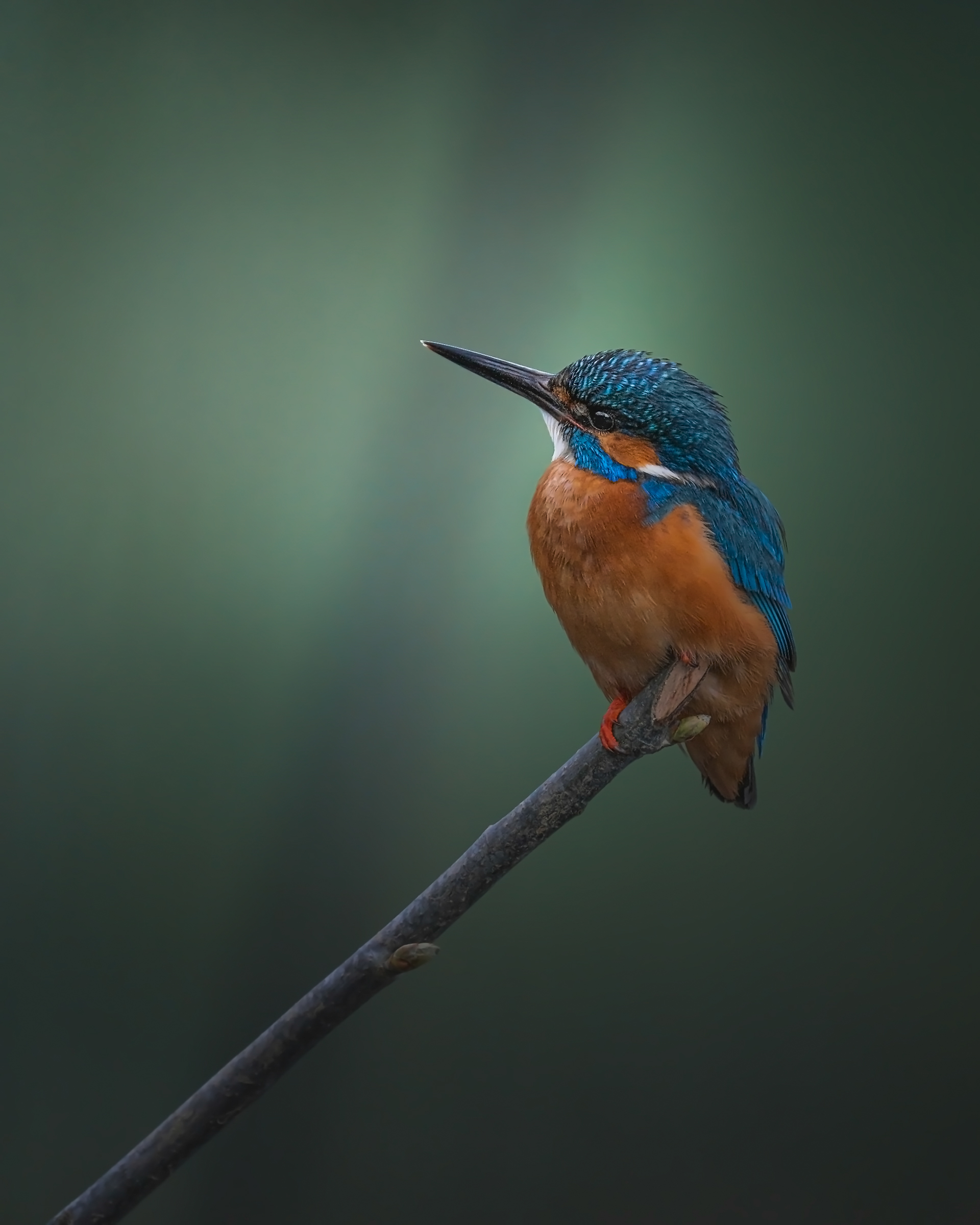 Kingfisher