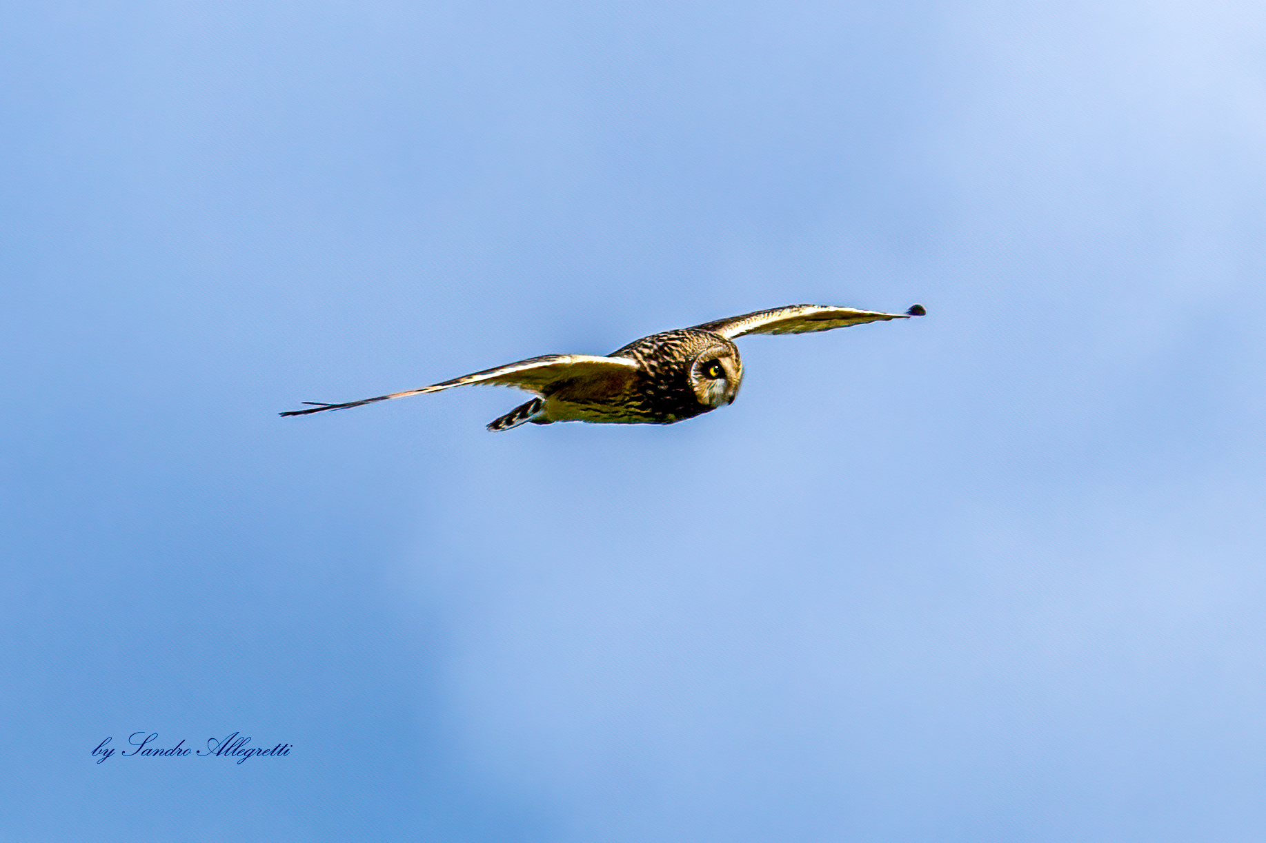 Il gufo di palude (Asio flammeus)