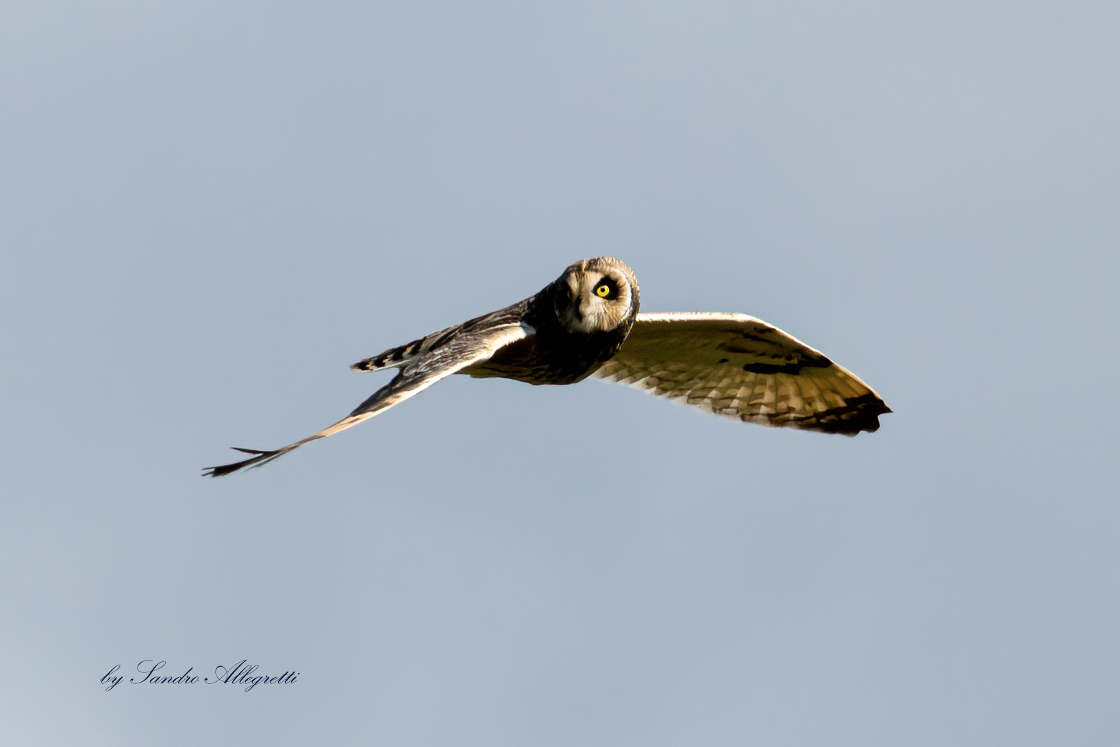 Il gufo di palude (Asio flammeus)