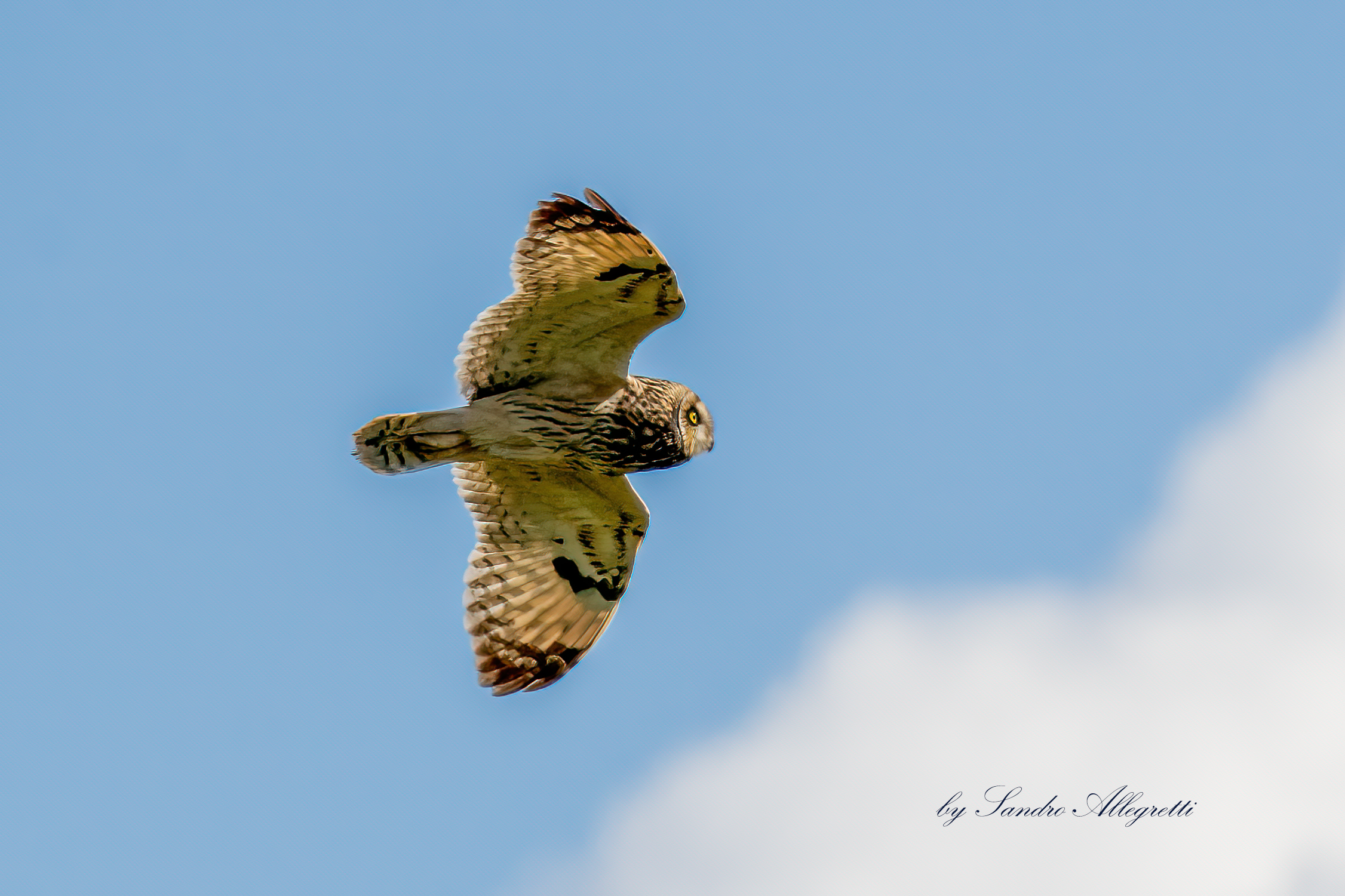 Il gufo di palude (Asio flammeus)