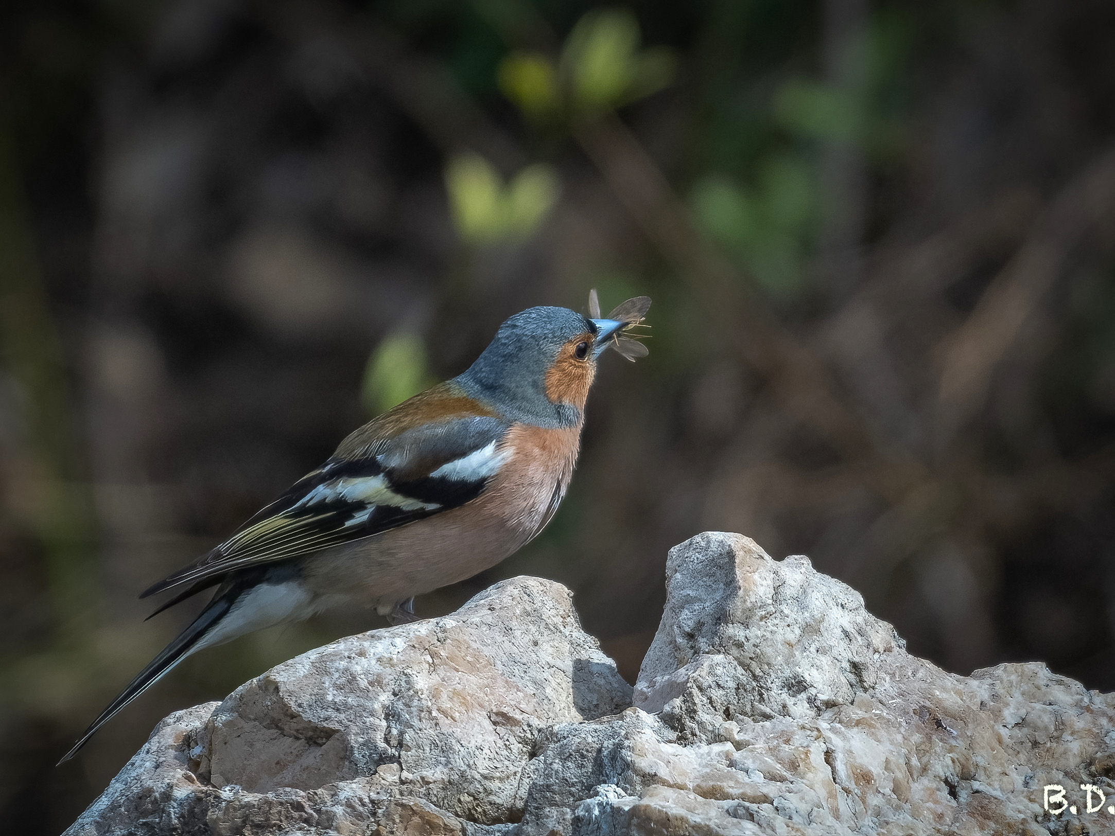 Fringilla coelebs