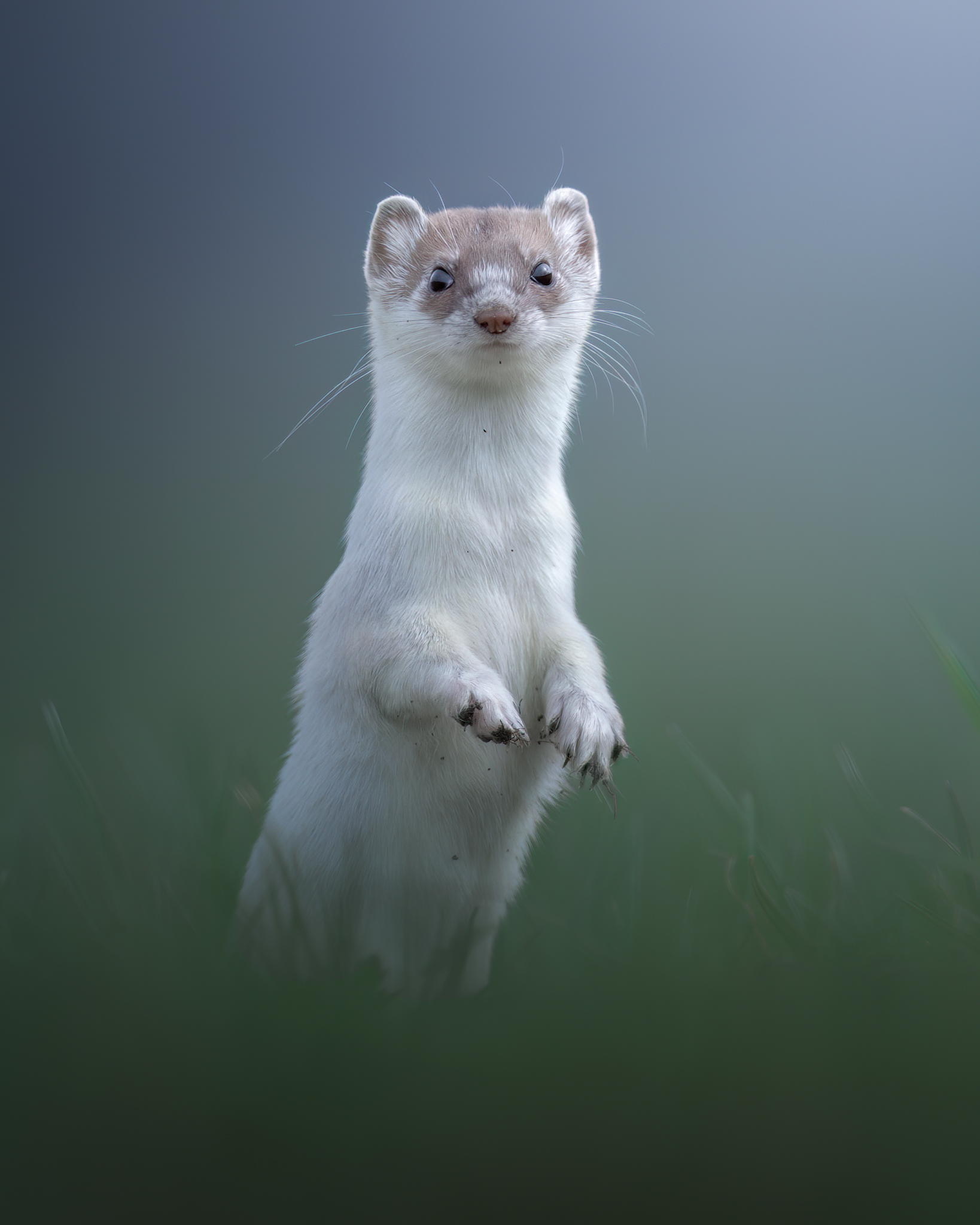 The ermine