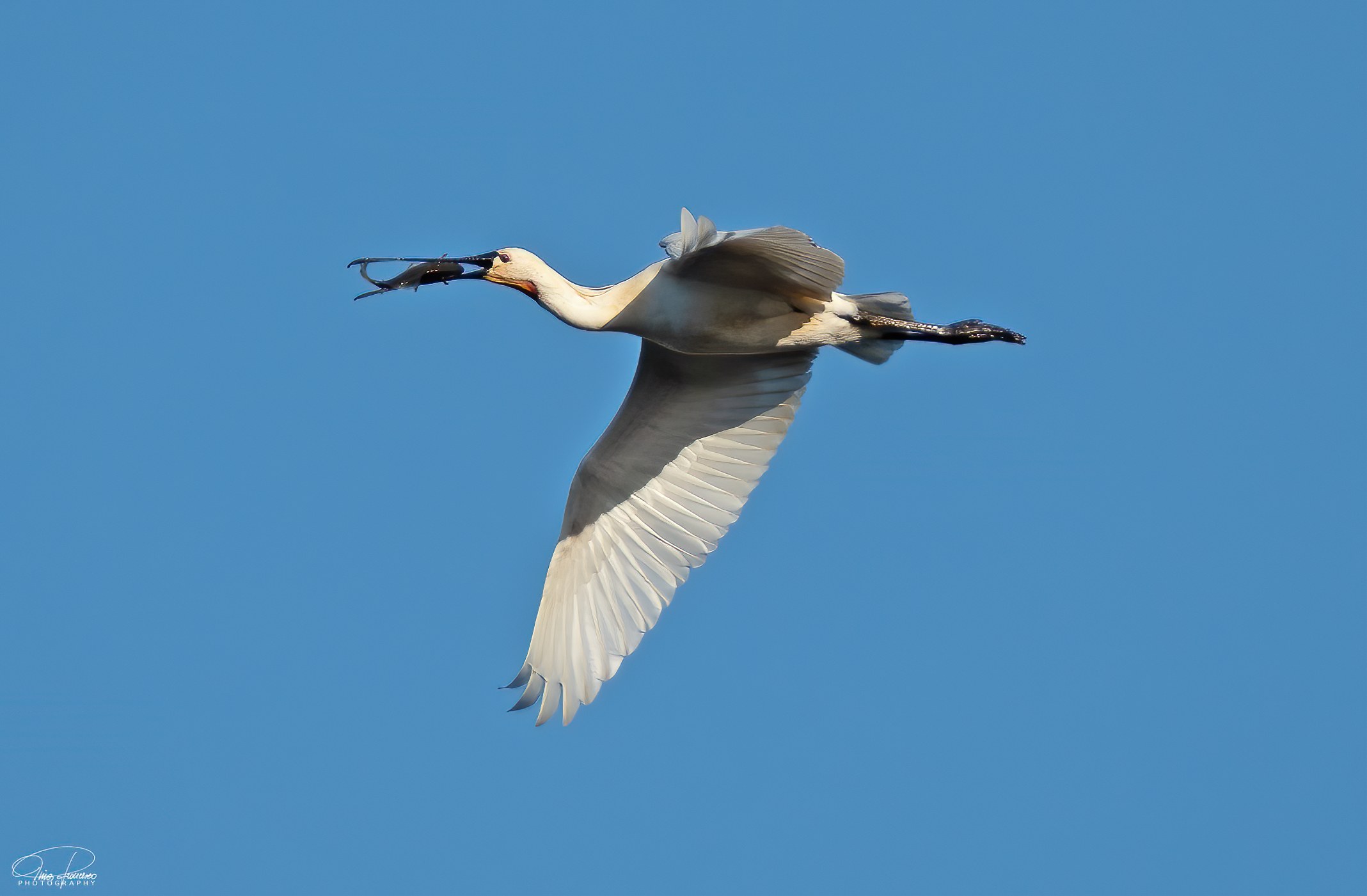 White spatula in flight with fish