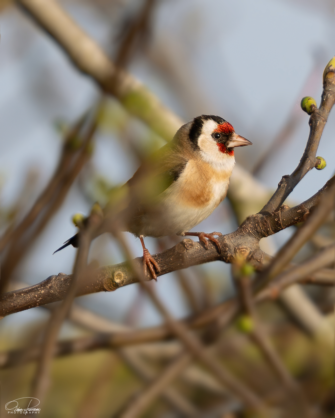 Goldfinch