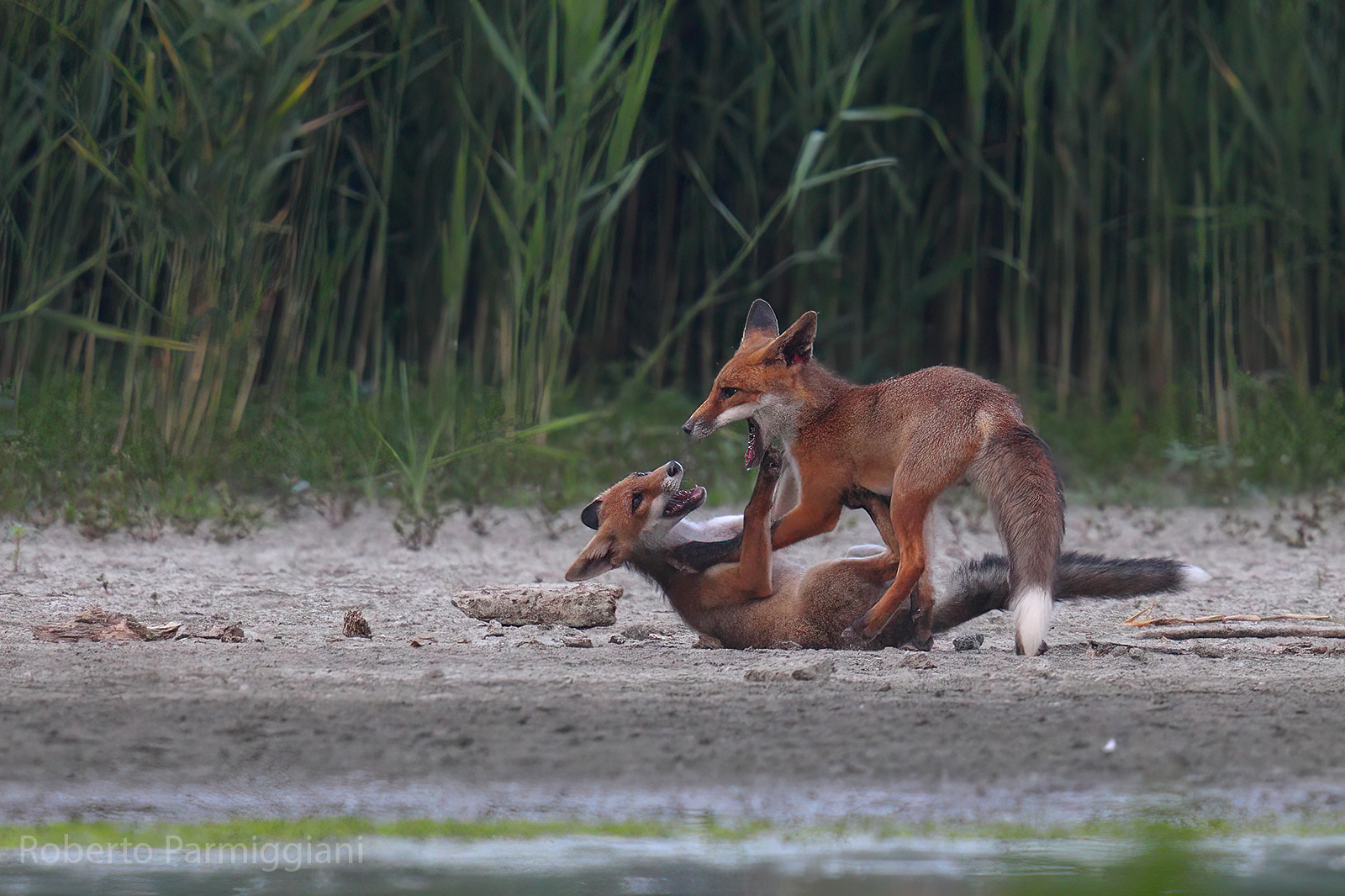 La caccia attreverso il gioco
