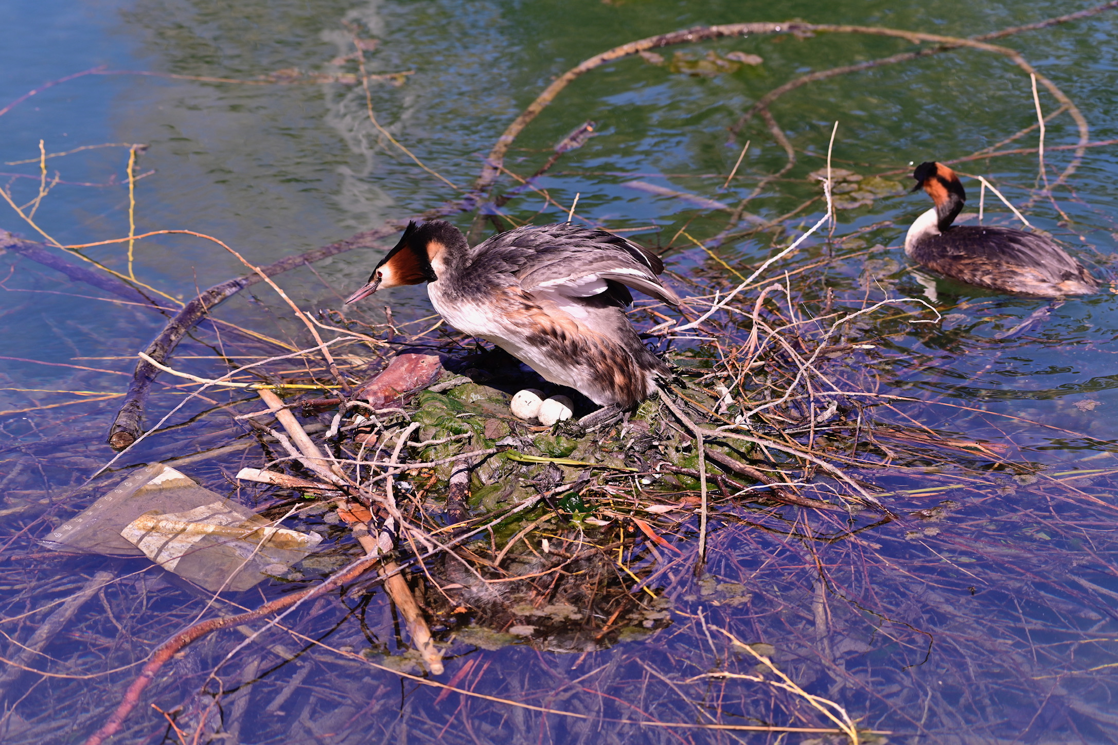 Grebe in hatching