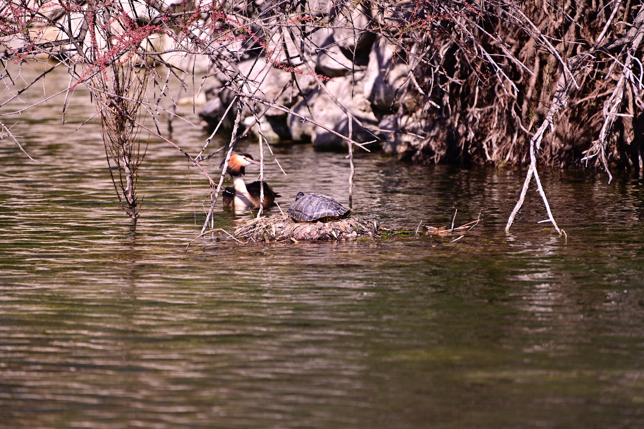 Busy nest