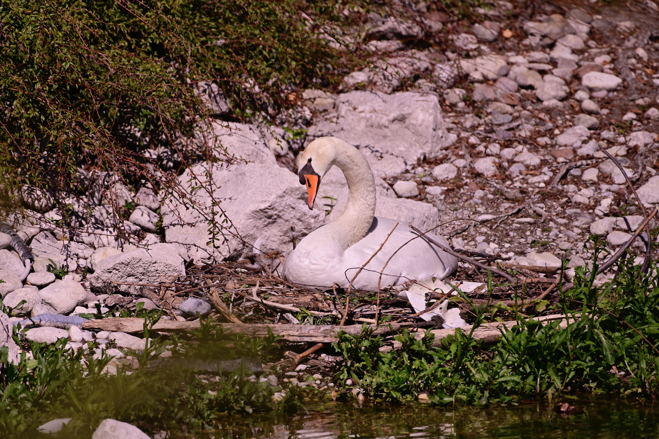 Swan in hatching