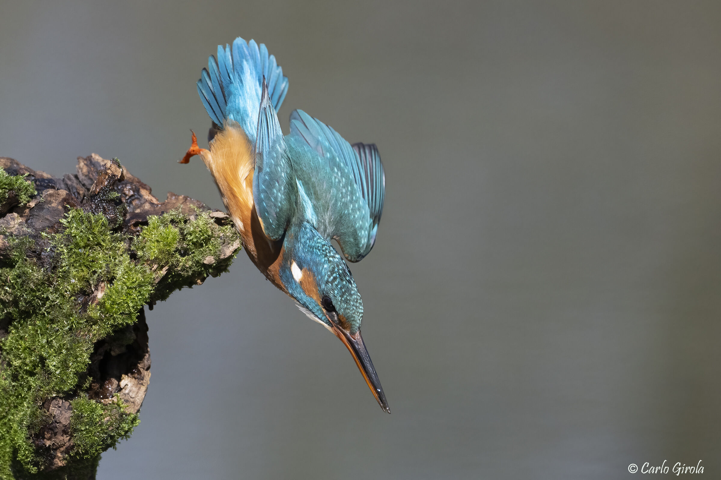 Martin pescatore (Alcedo atthis)