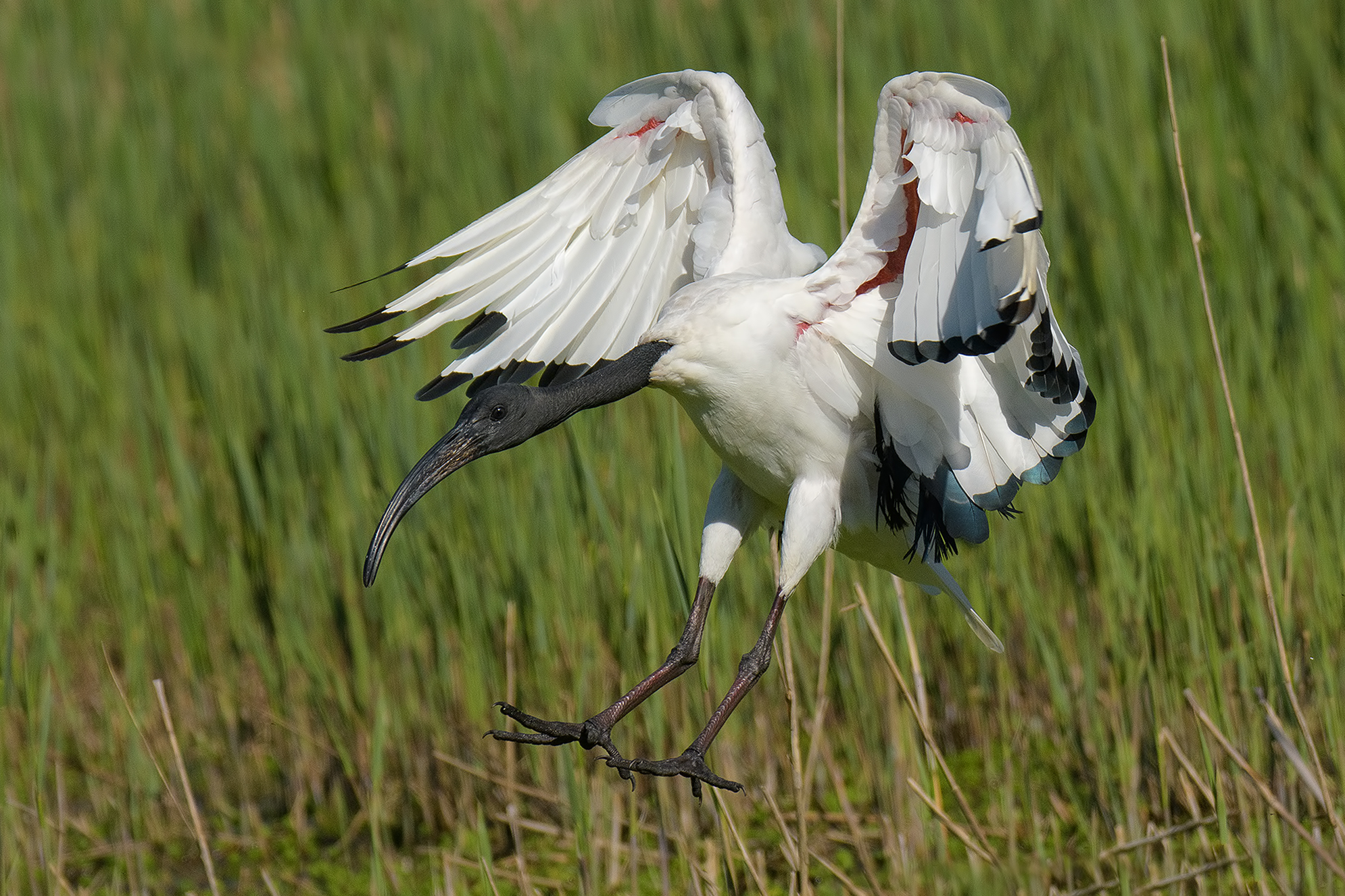 Ibis Sacro