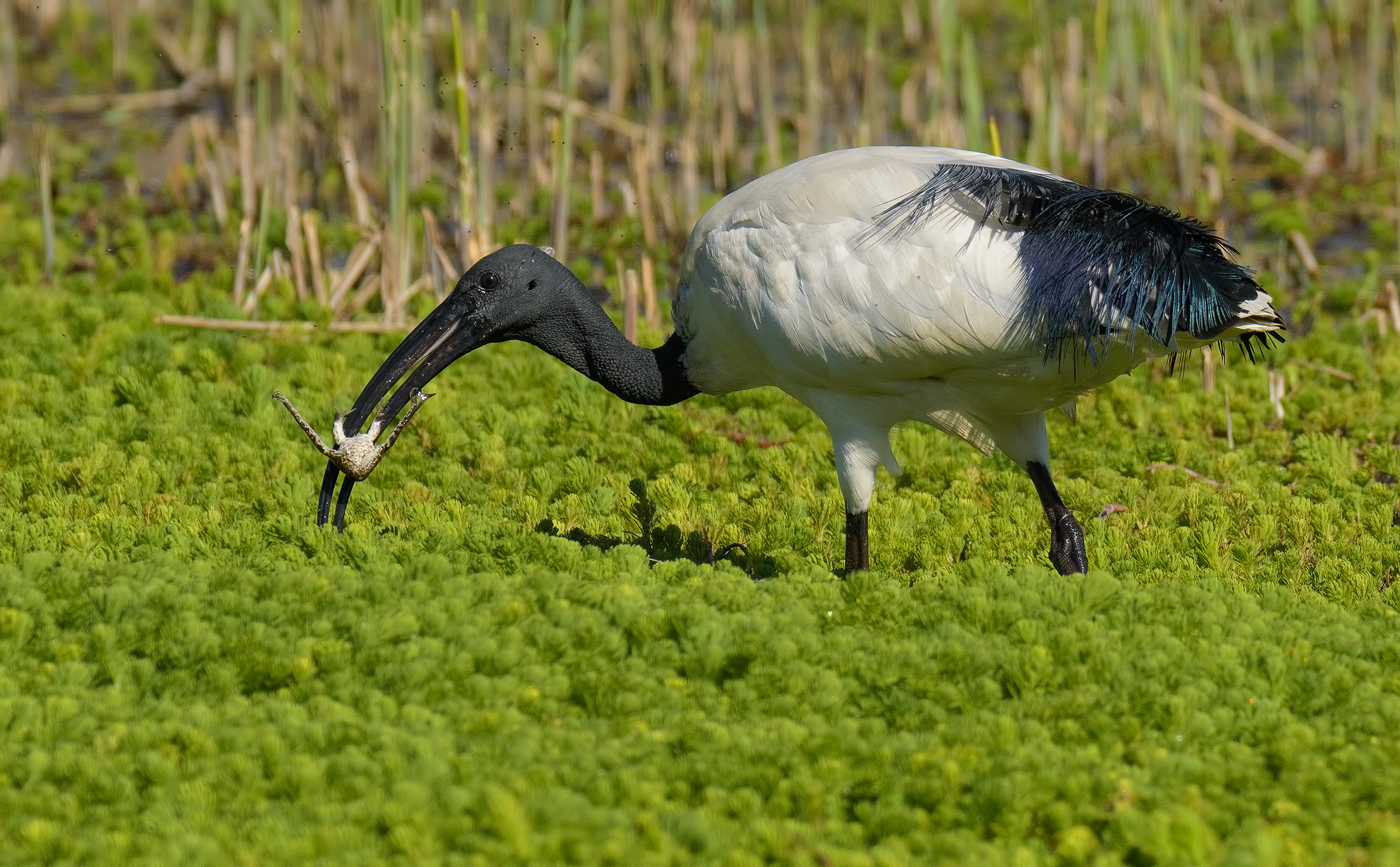 Ibis Sacro a caccia di rane