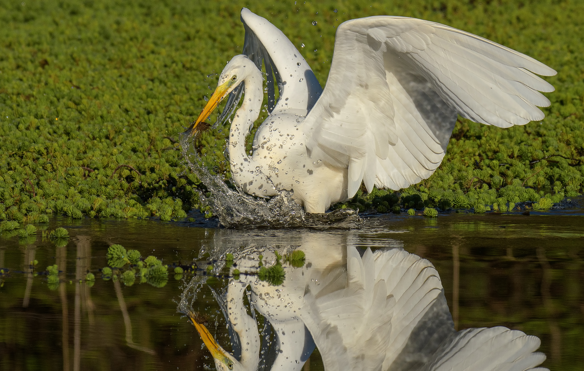 Airone Bianco Maggiore a caccia di gambero killer