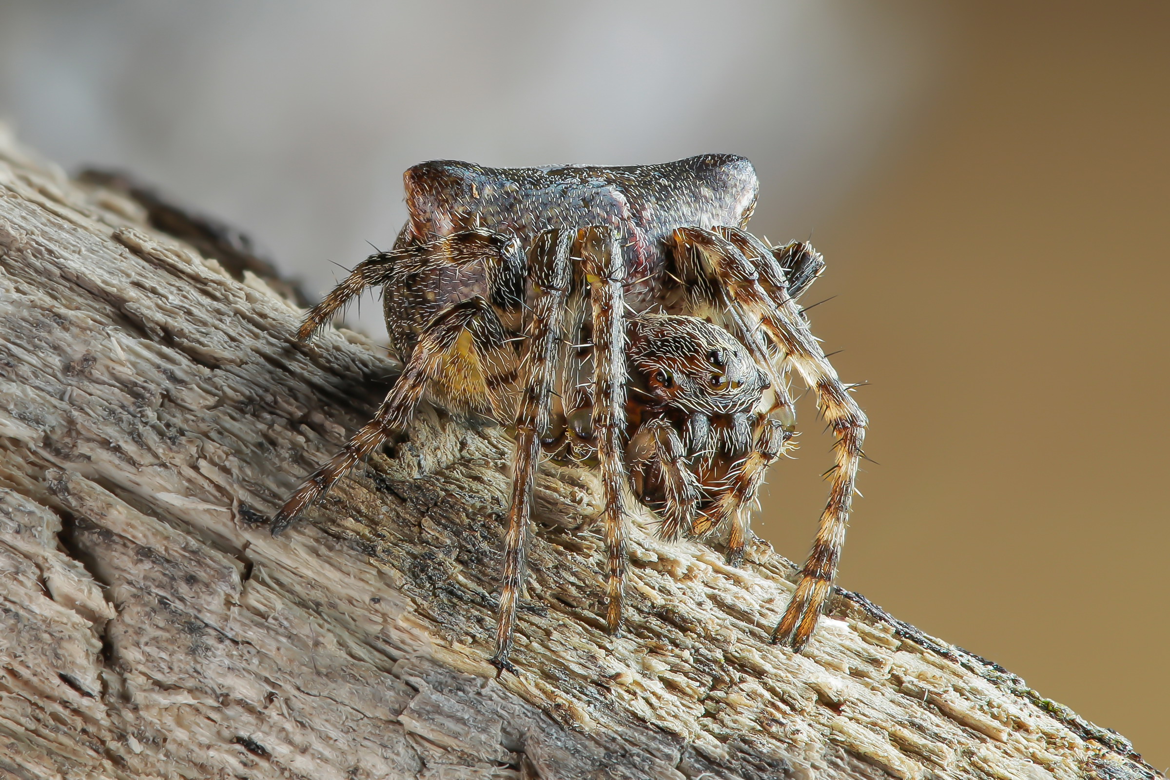 Gibbaranea bituberculata