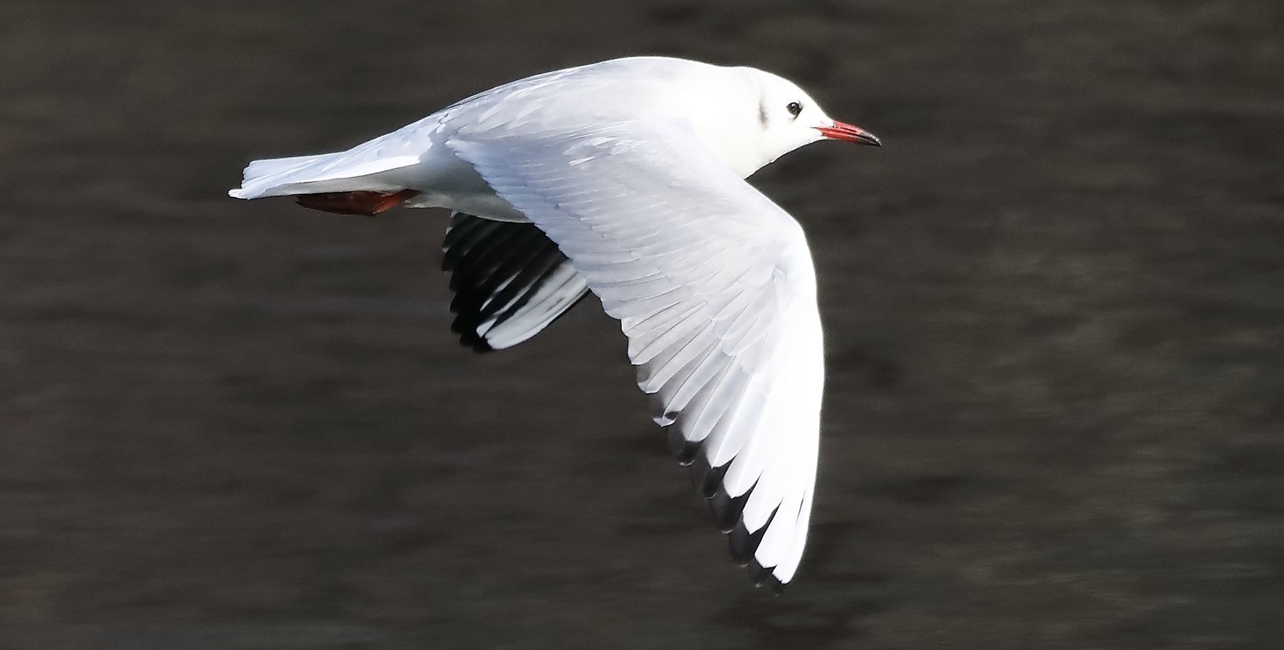Gabbiano terrestre 29-01-2023