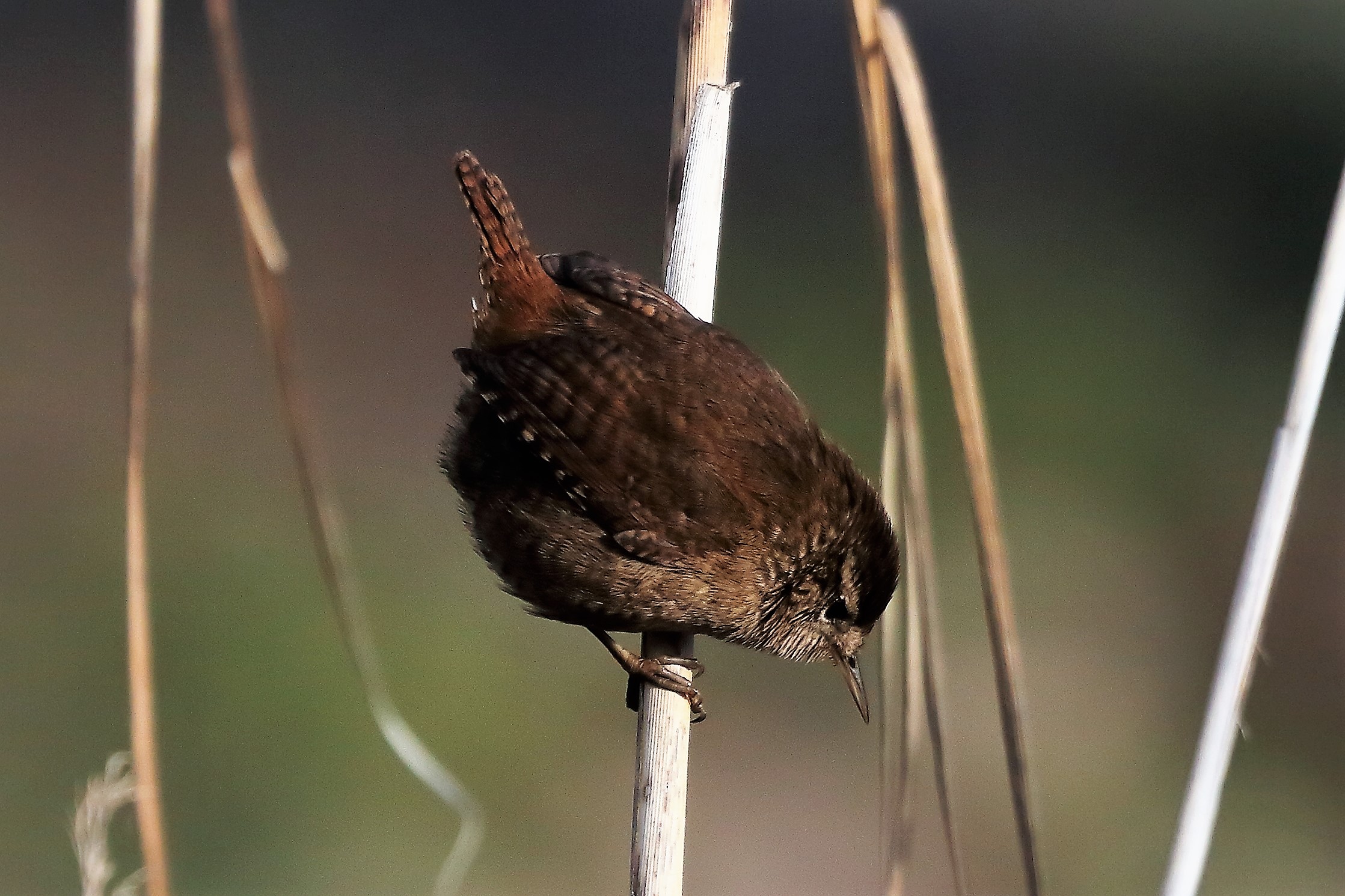 Scricciolo 12-01-2023