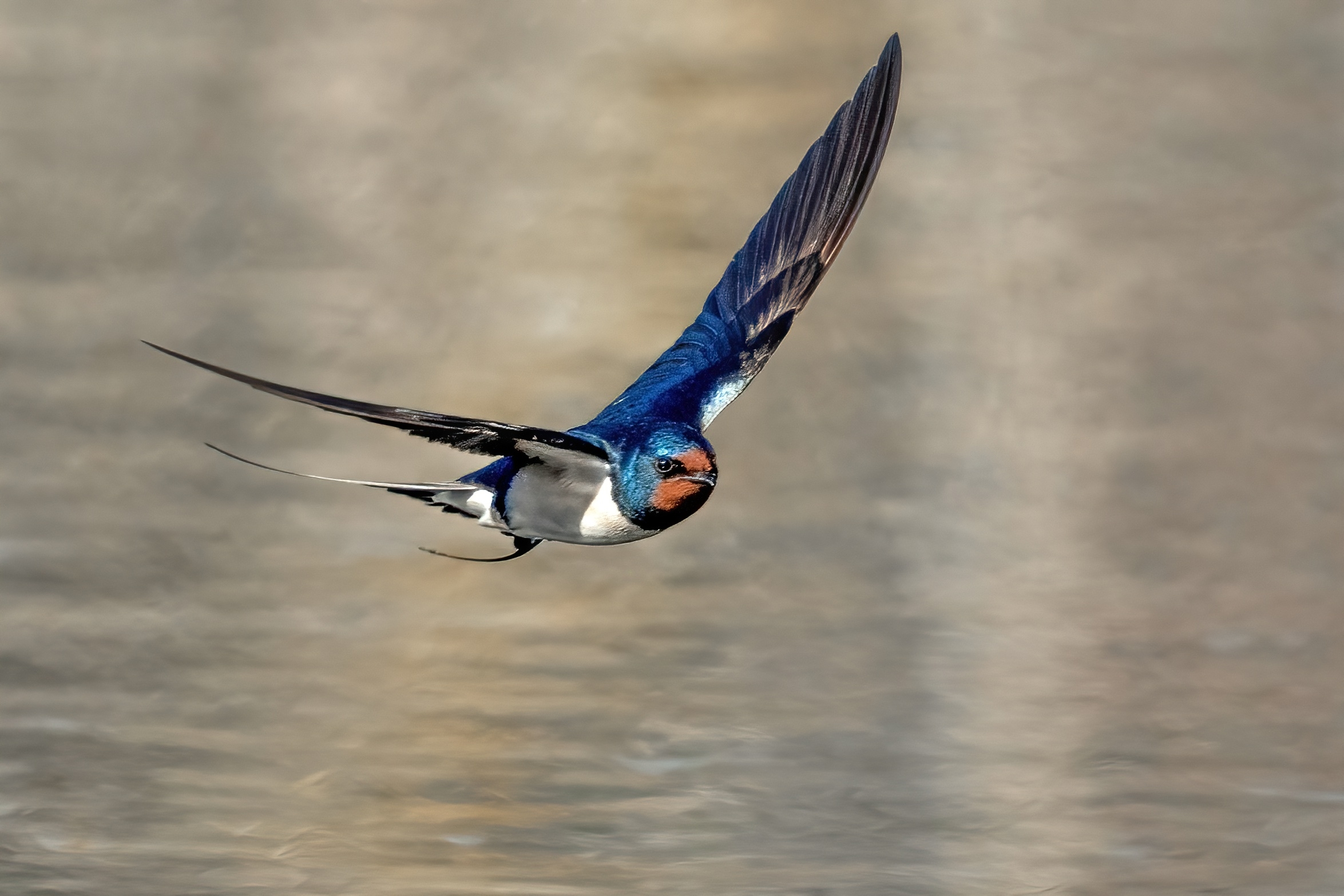 Common swallow (Hirundo rustica)