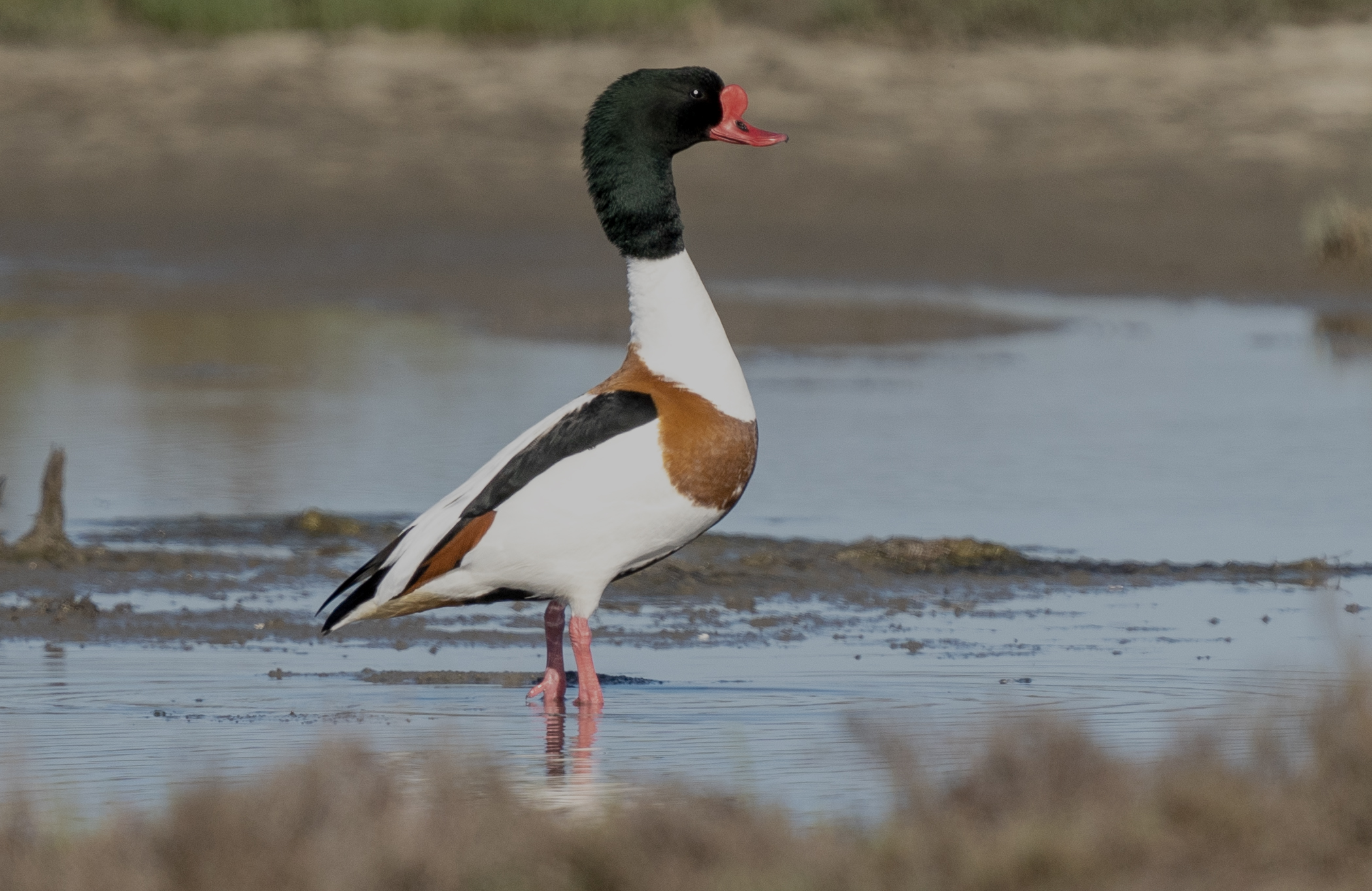 Common shelduck