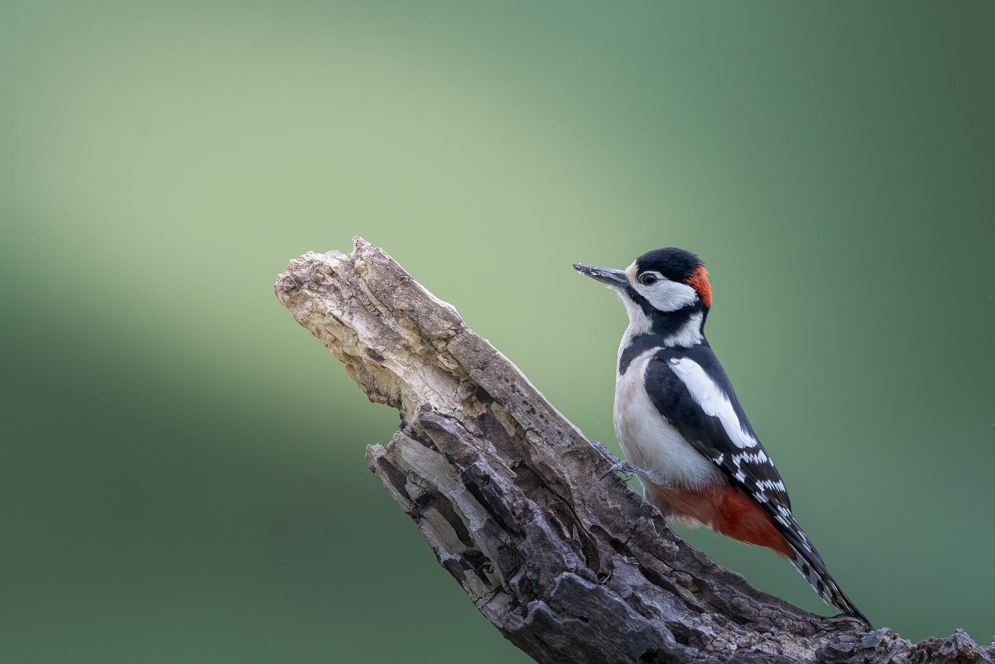 Spotted woodpecker