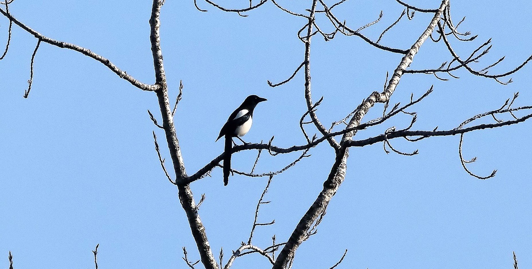 Gazza ladra 29-01-2022