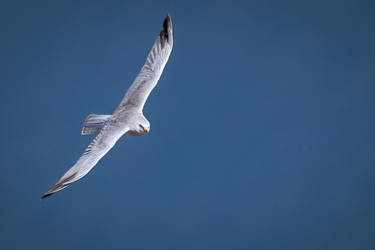 Pale harrier in flight
