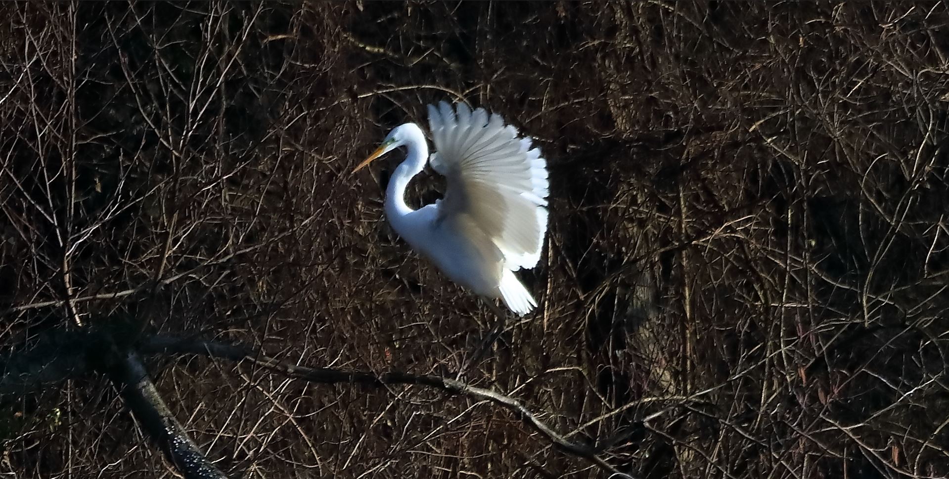 Airone BM 29-01-2023