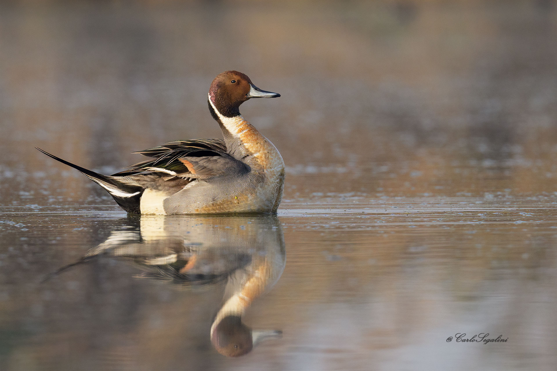 Fiero di esser bello