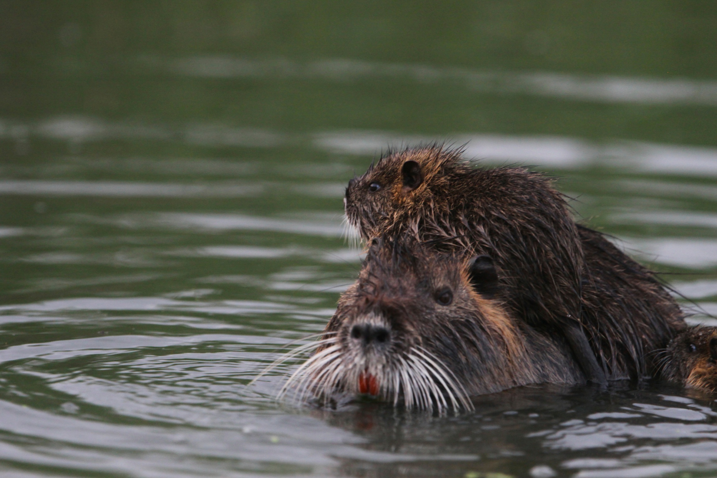 Nutria