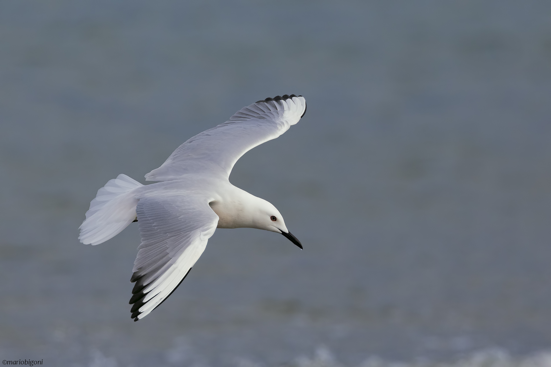 Rosey gull