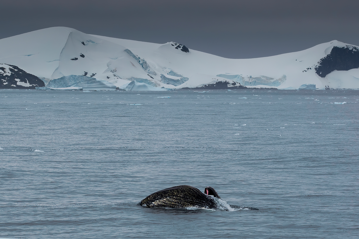 Megattera alla ricerca di krill - Antartide