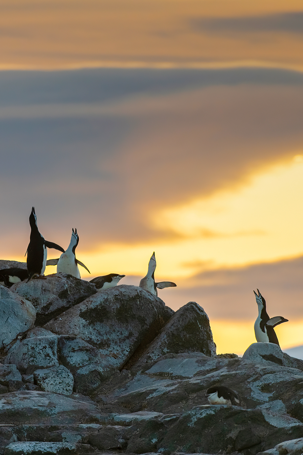 Evening Concert - Antarctica