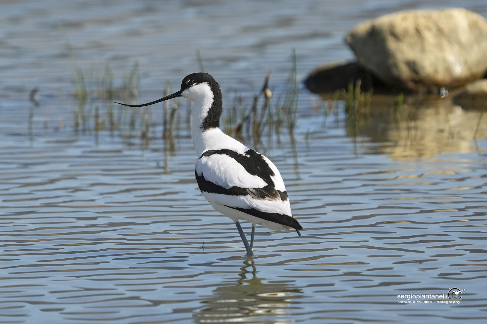 Avocetta