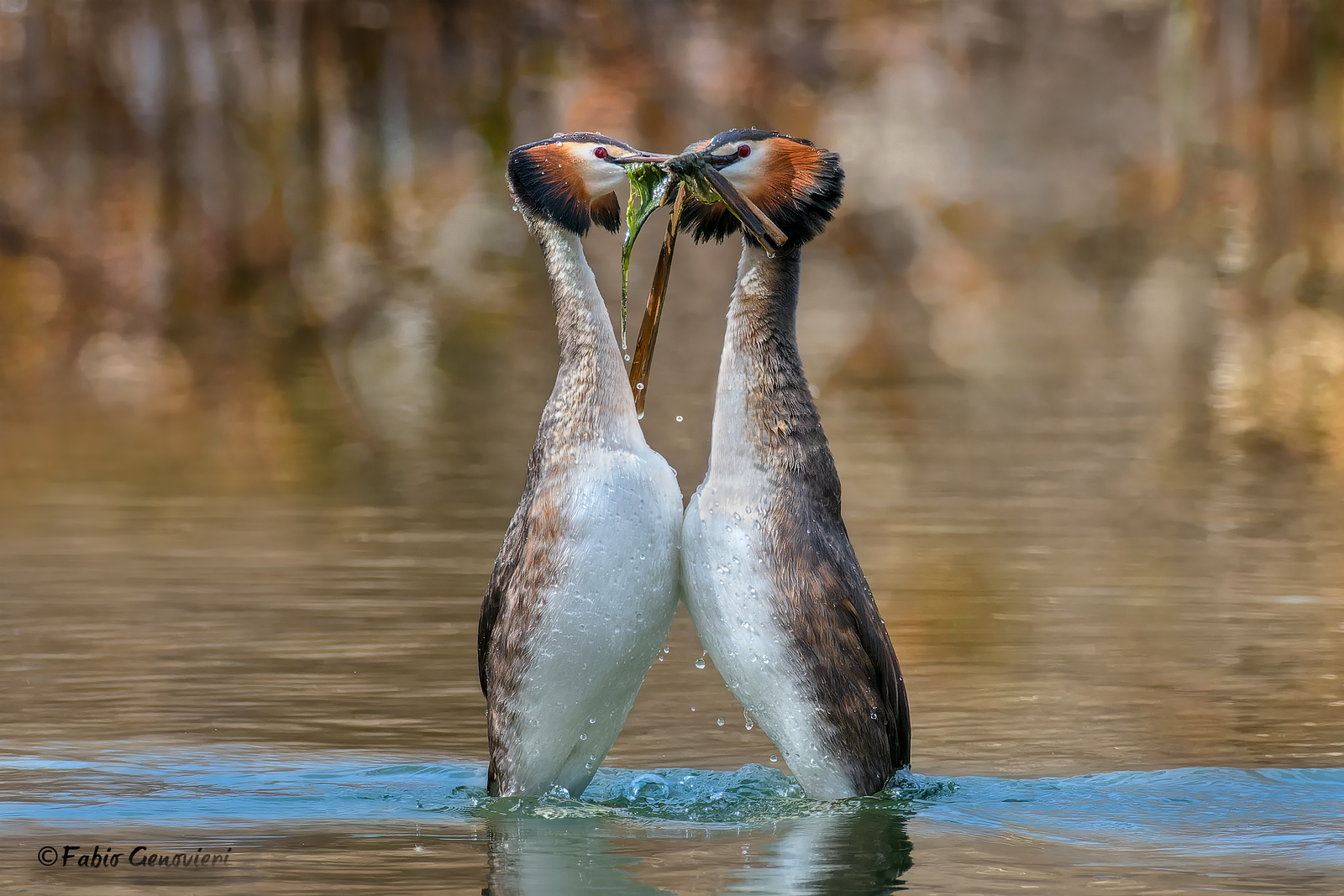 The Dance of the Great Grebes