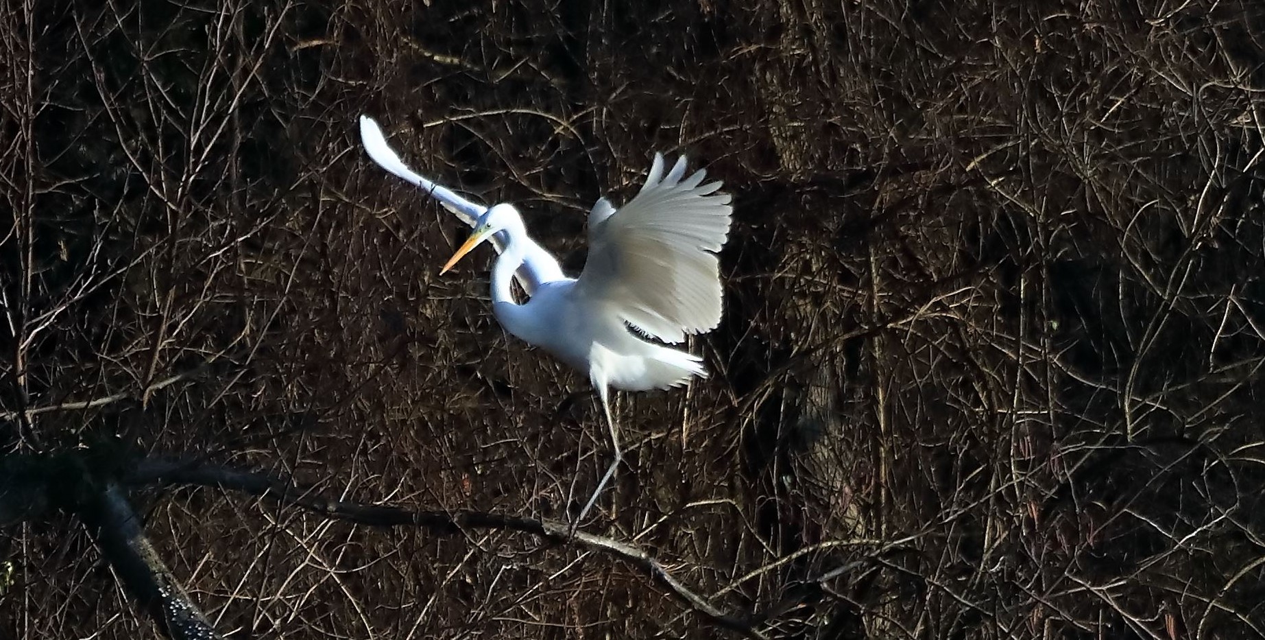 Airone BM 29-01-2023