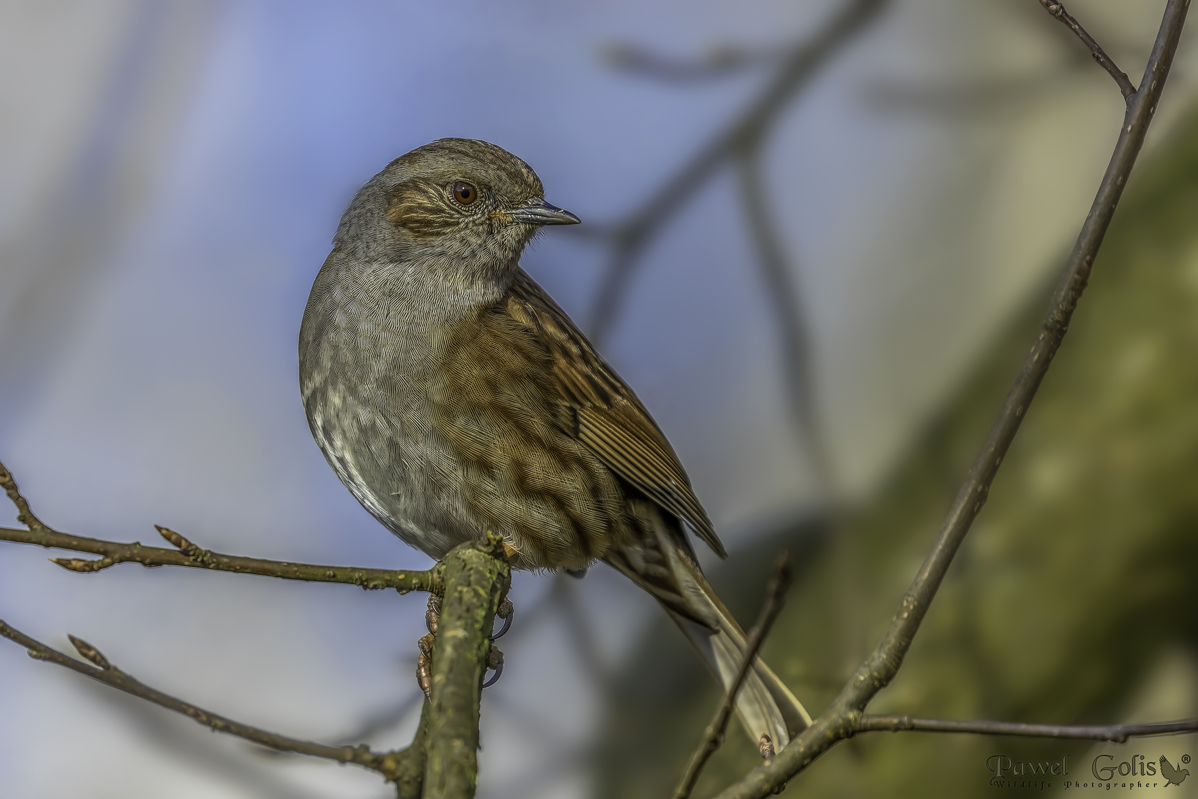 Dunnock (Prunella modularis)