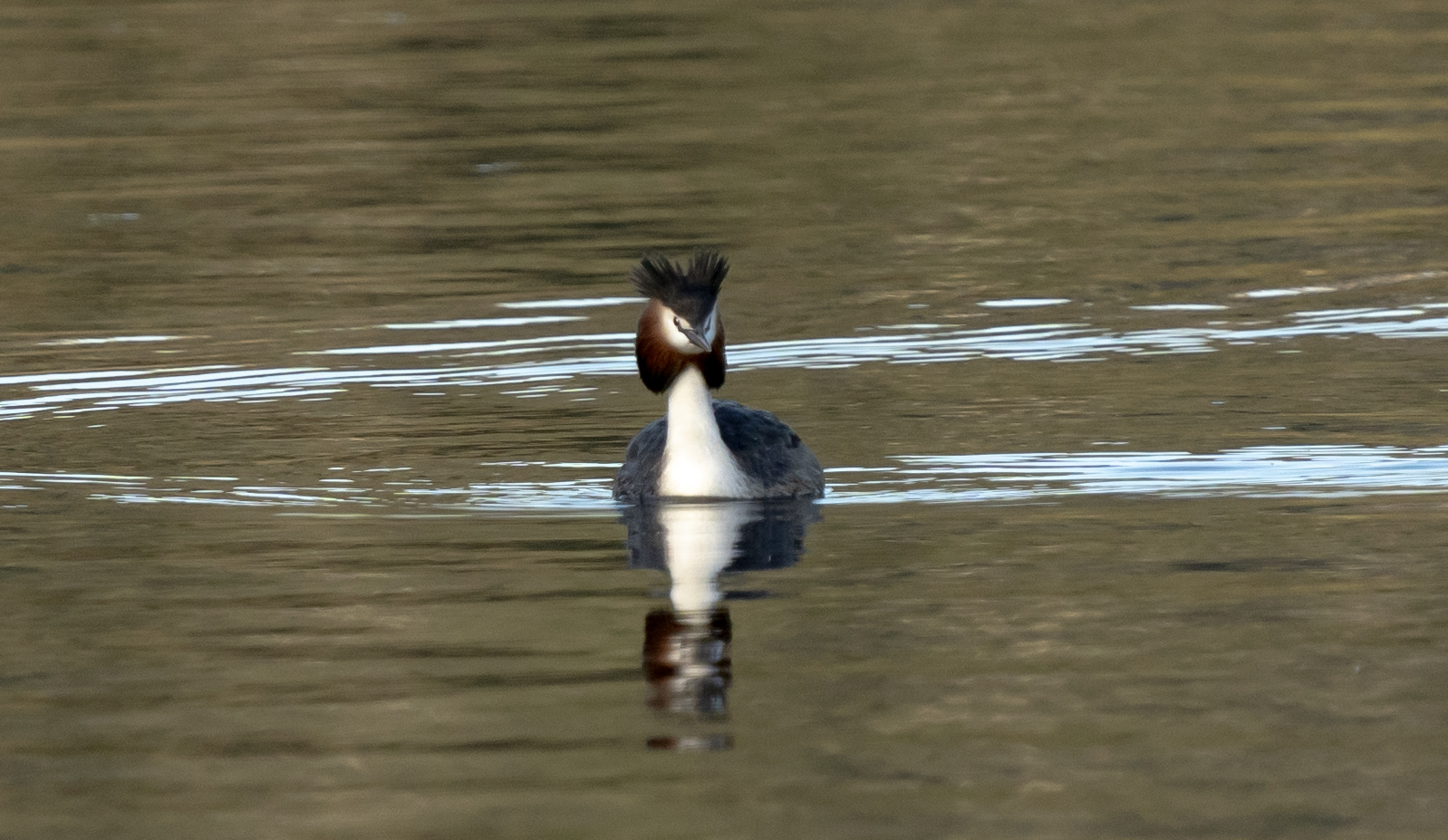 Grebe
