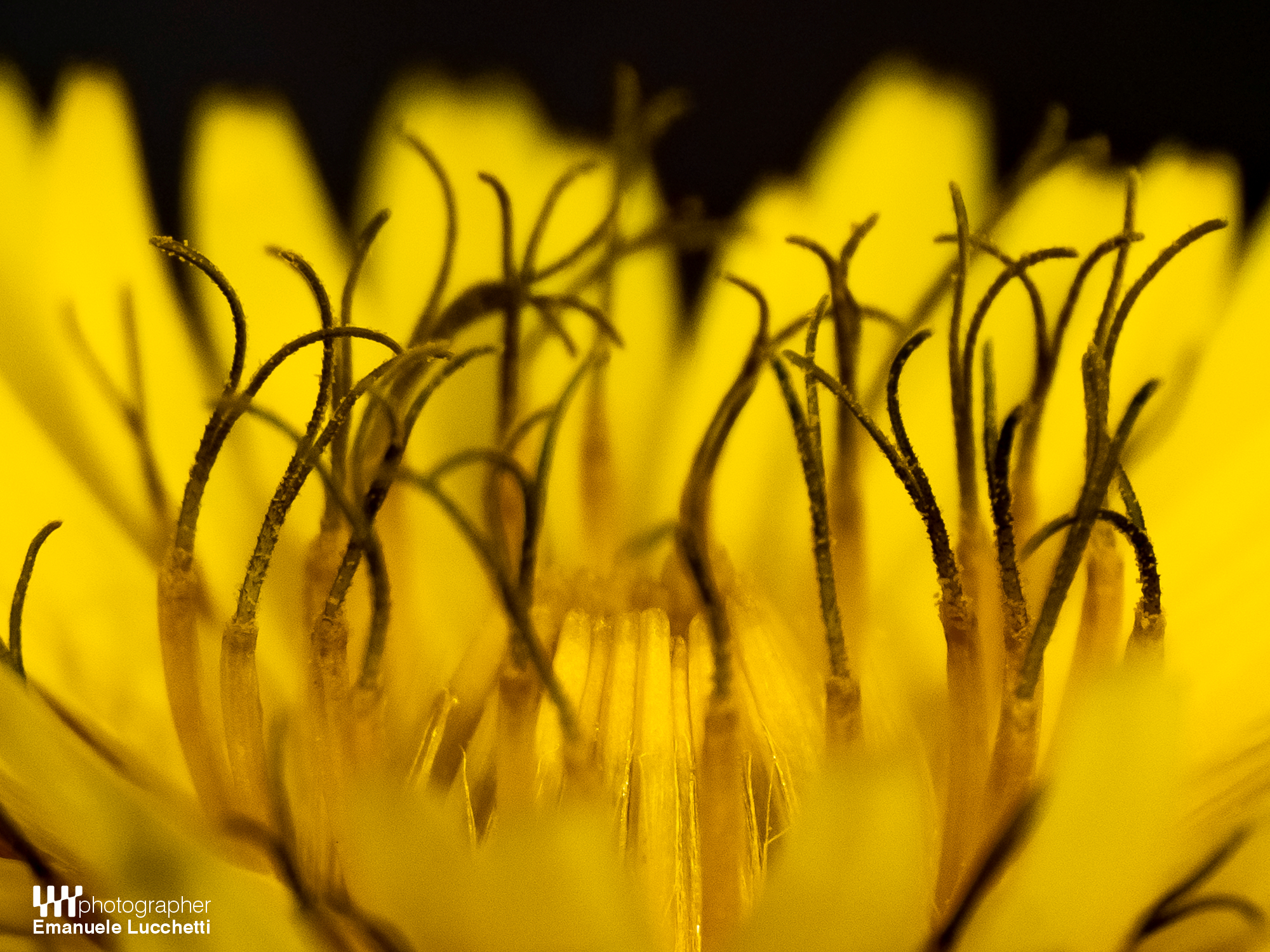 Flora