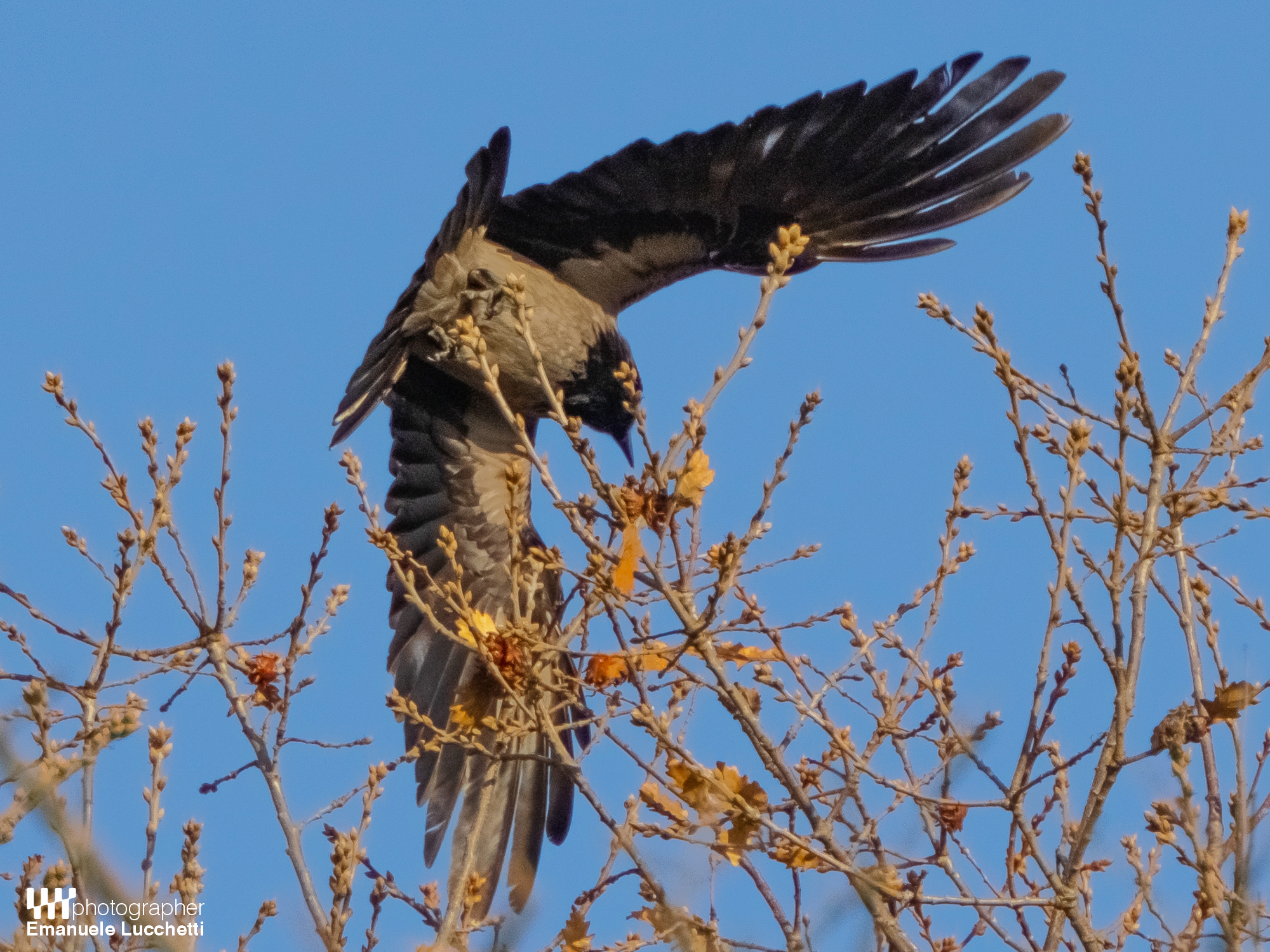 Stacco della Cornacchia