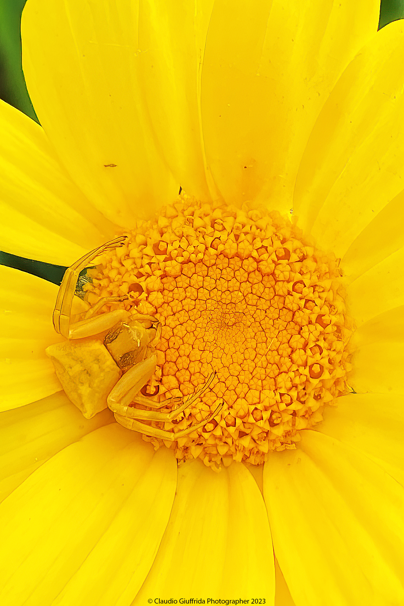 Thomisus onustus on Glebionis coronaria