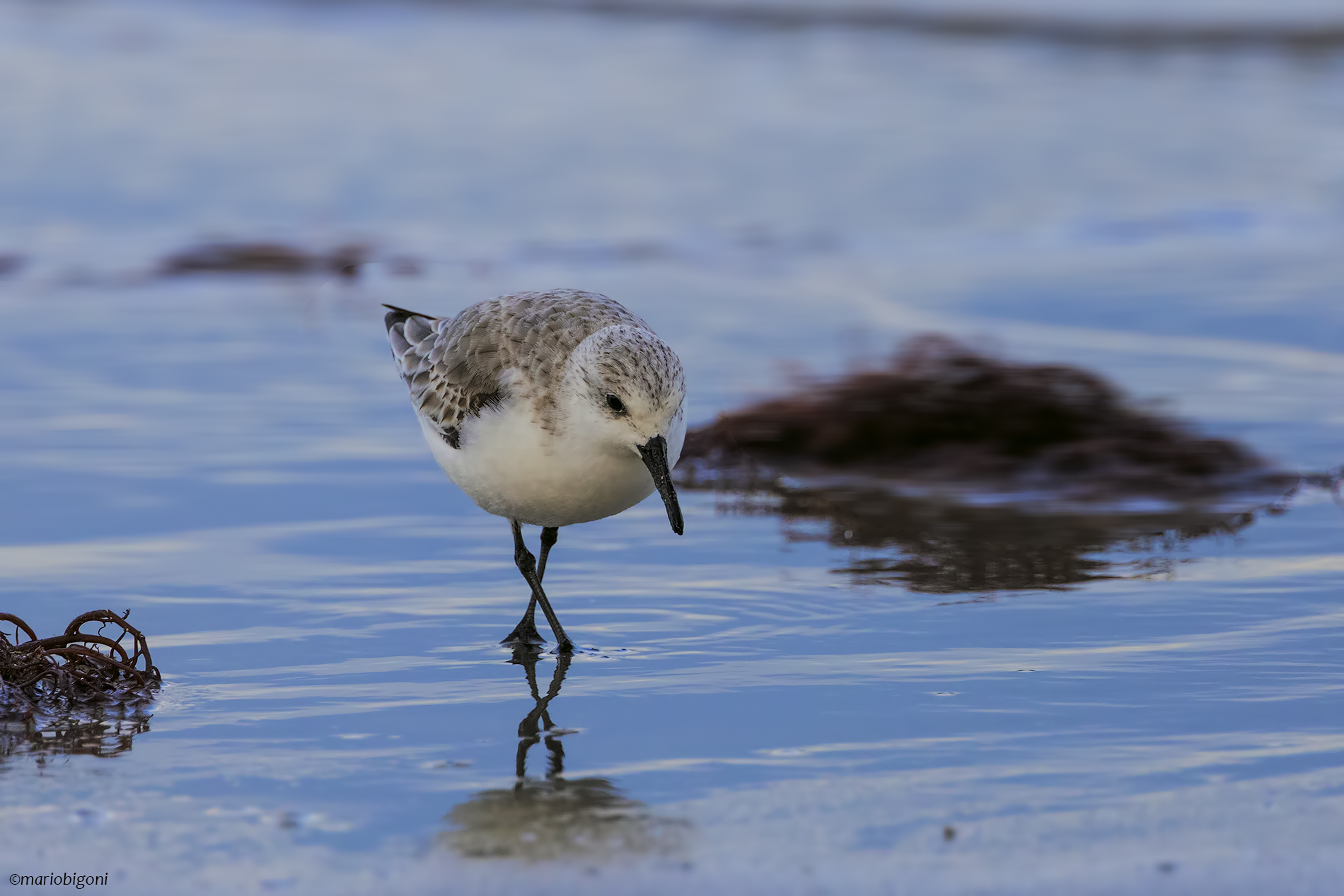 Three-toed sandpiper