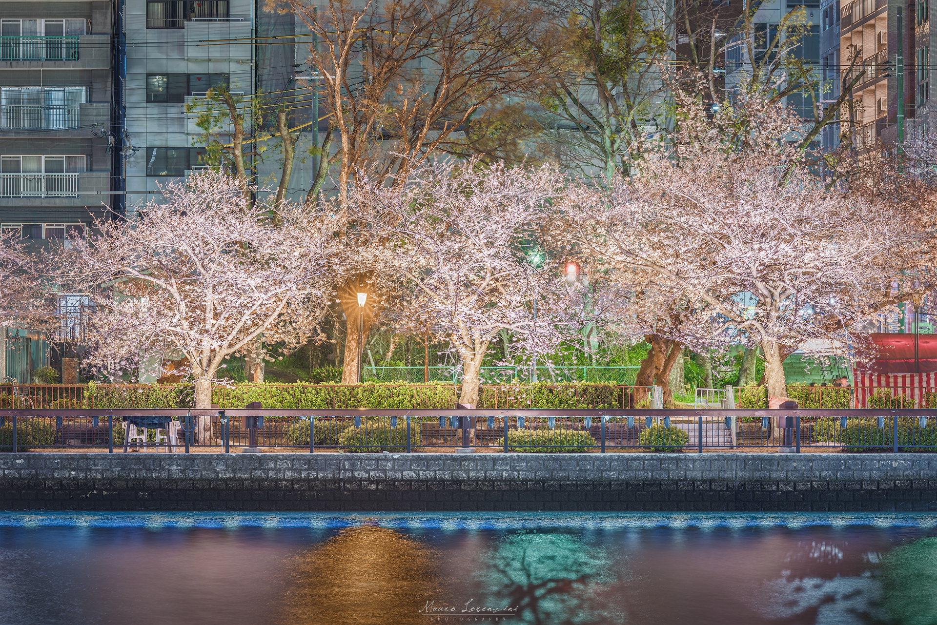 Cherry Blossom in Tokyo