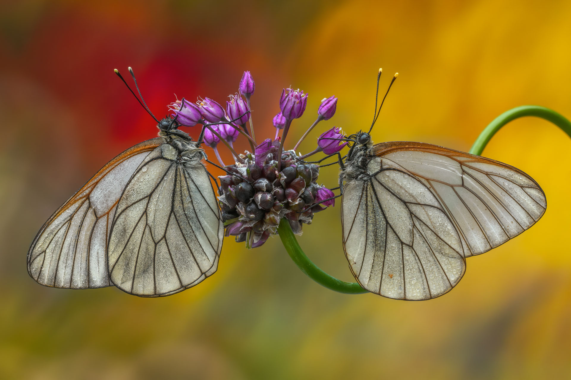 Aporia